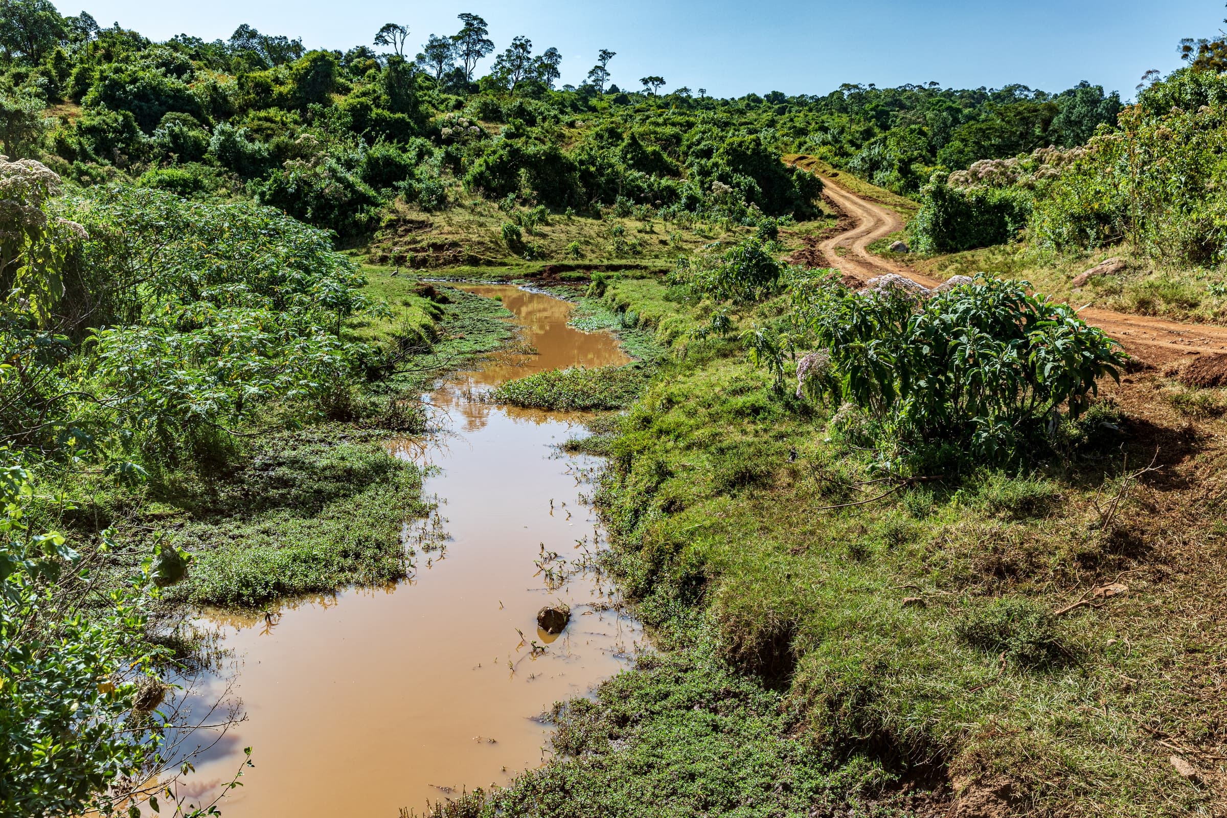 A small river winding through Aberdare National Park, Kenya