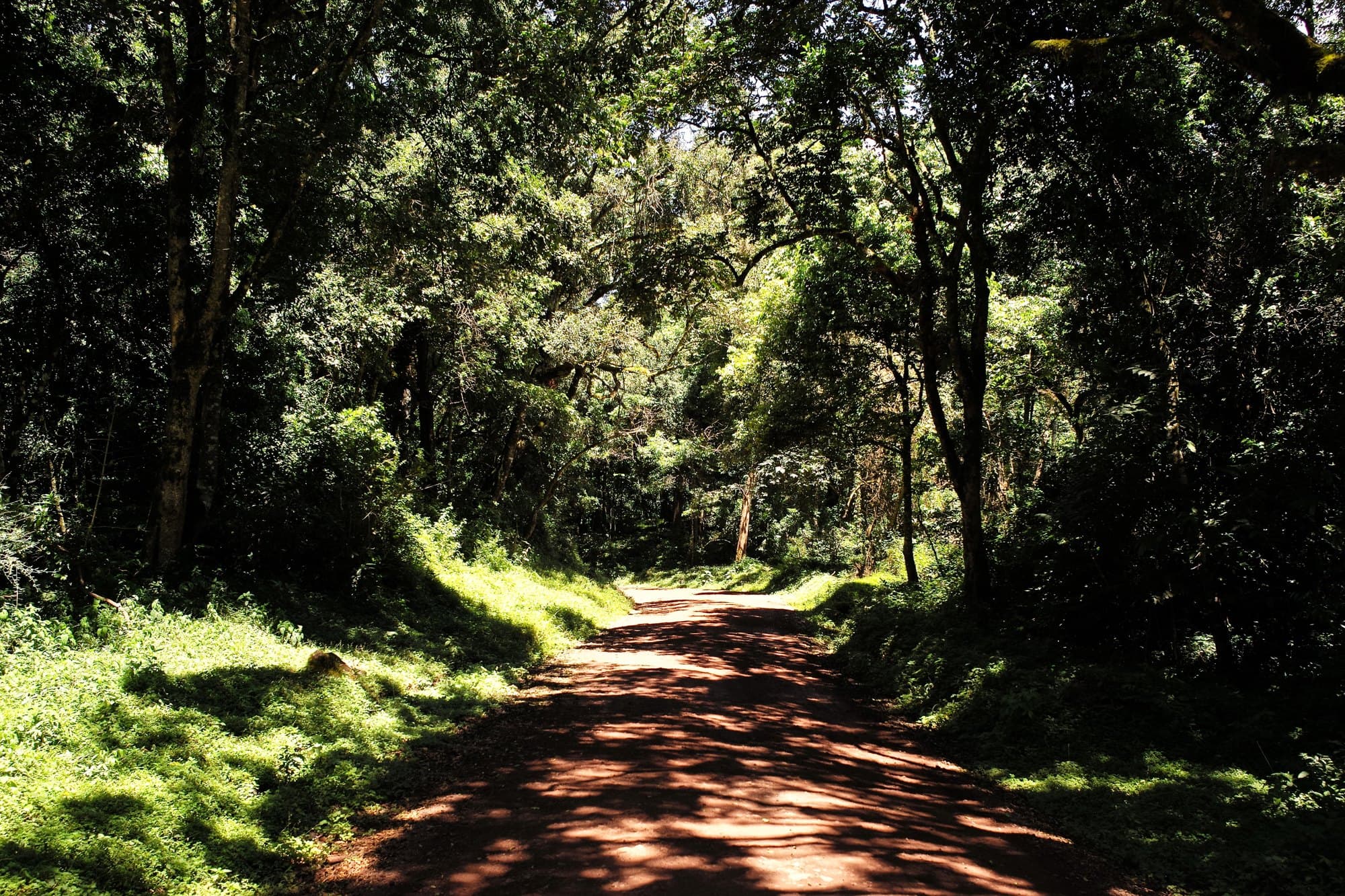 A road through forest in Arusha National Park, Tanzania