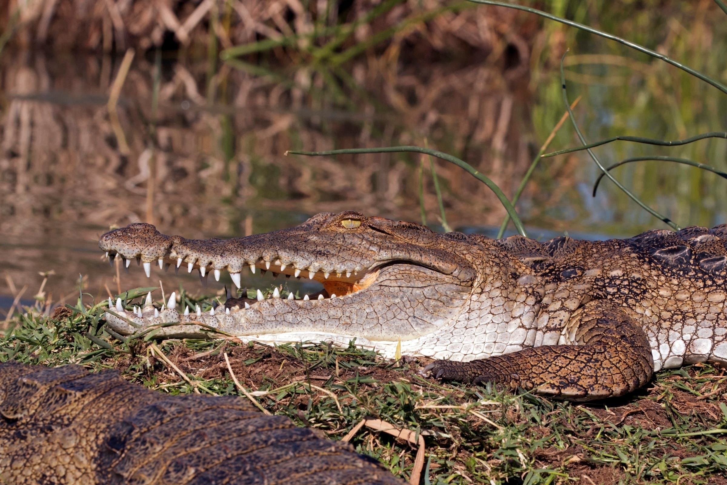 A crocodile basking at the edge of Lake Baringo, Kenya