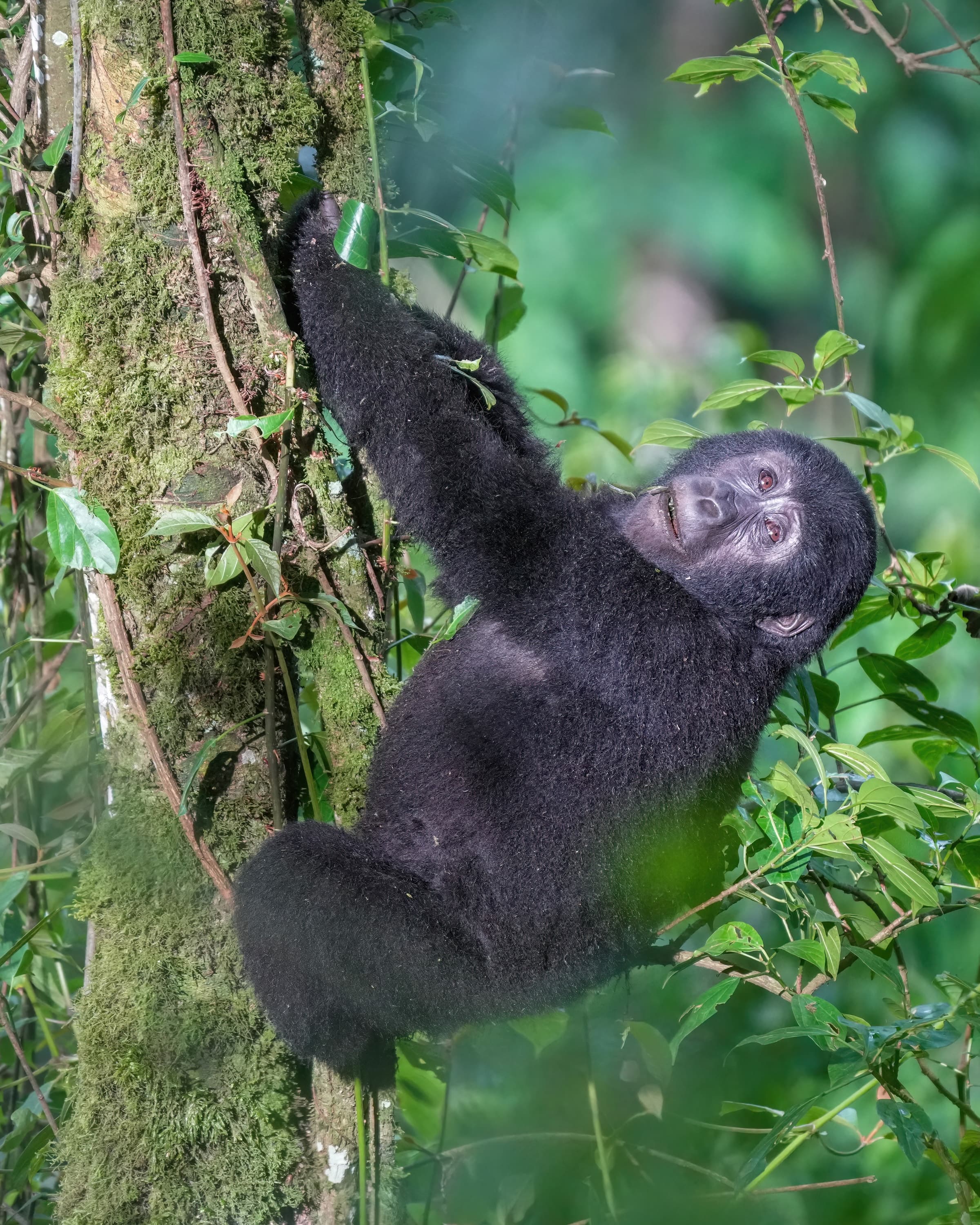 A mountain gorilla climbing a tree in Bwindi Impenetrable National Park, Uganda