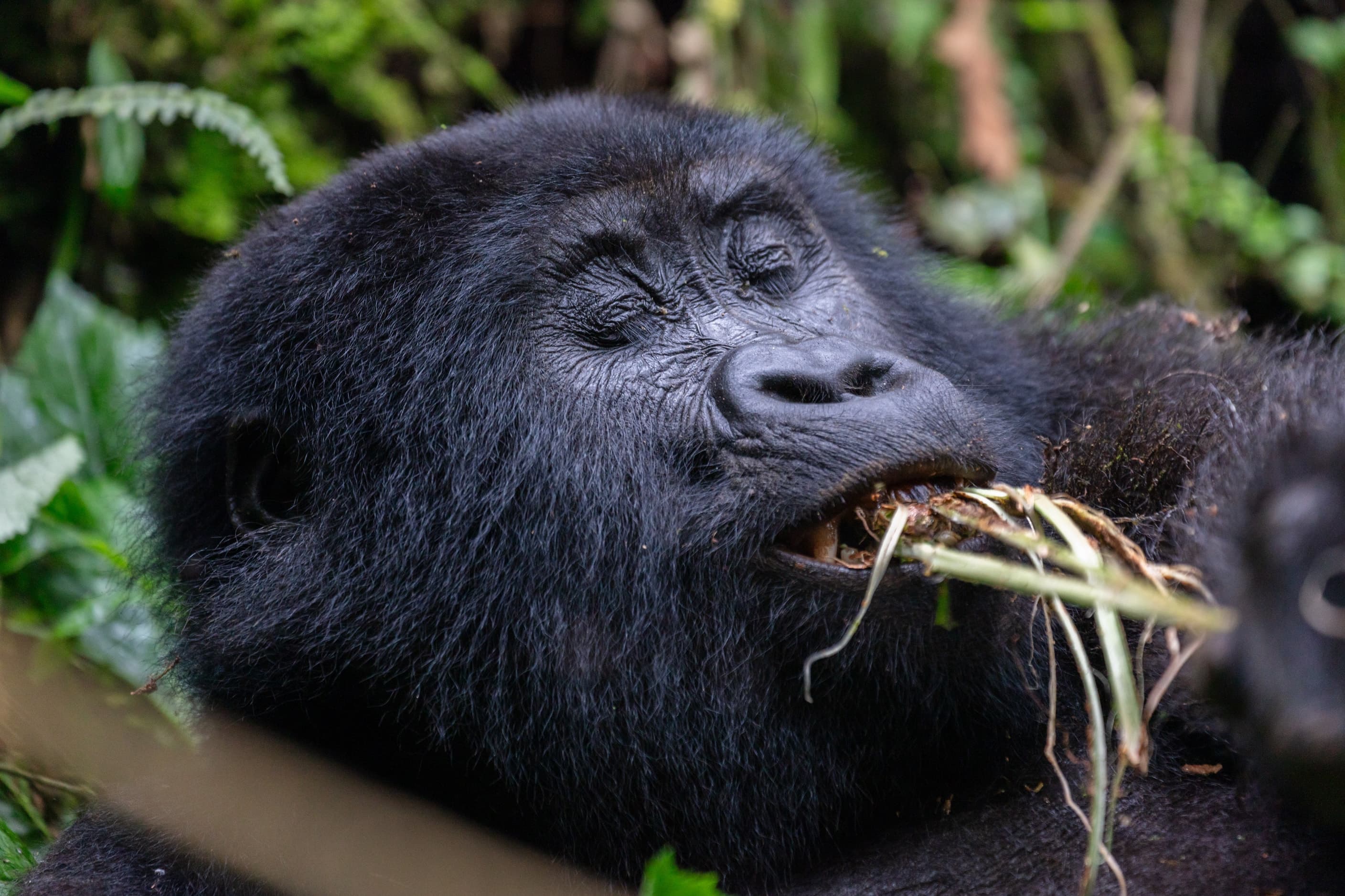 A mountain gorilla feeding in Bwindi Impenetrable National Park, Uganda