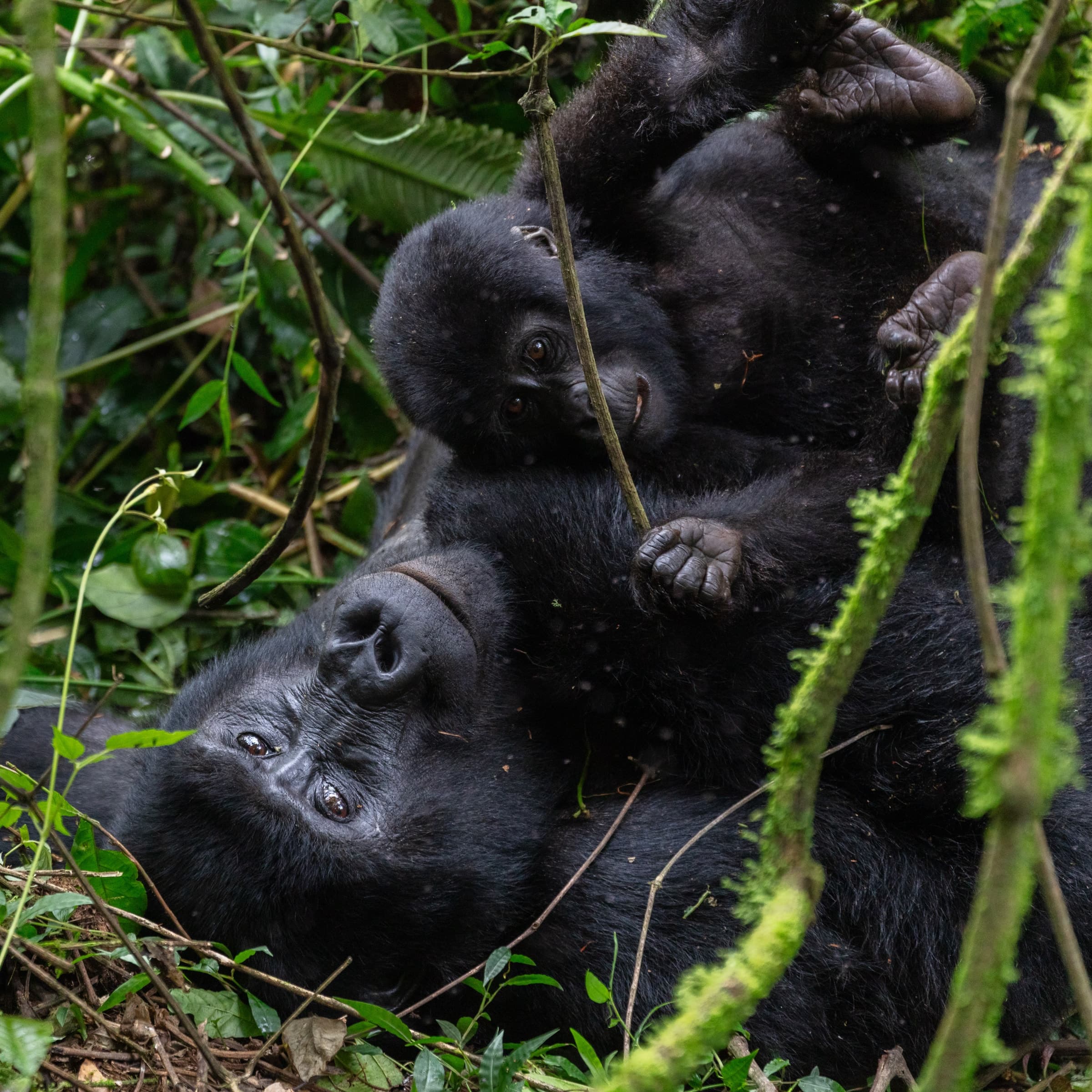 A young mountain gorilla with an adult in Bwindi Impenetrable National Park, Uganda
