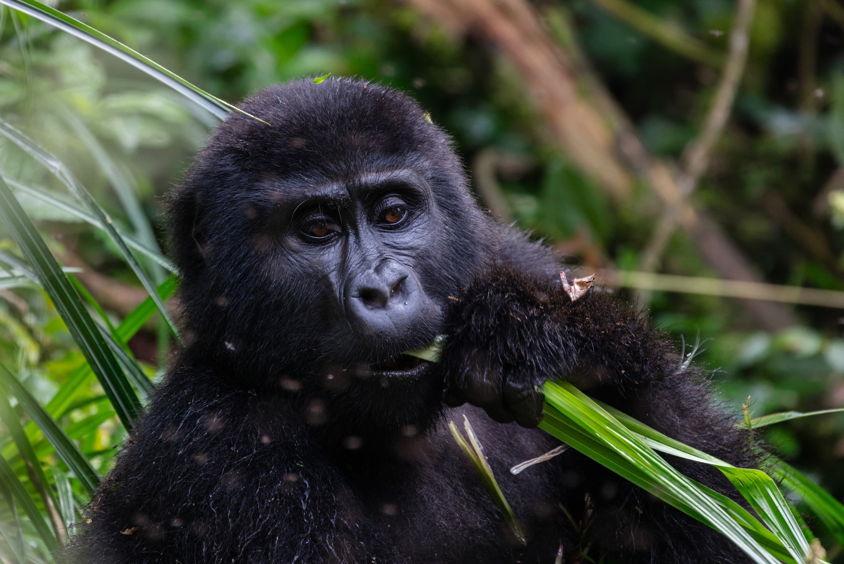 A mountain gorilla eating leaves in Bwindi Impenetrable National Park, Uganda