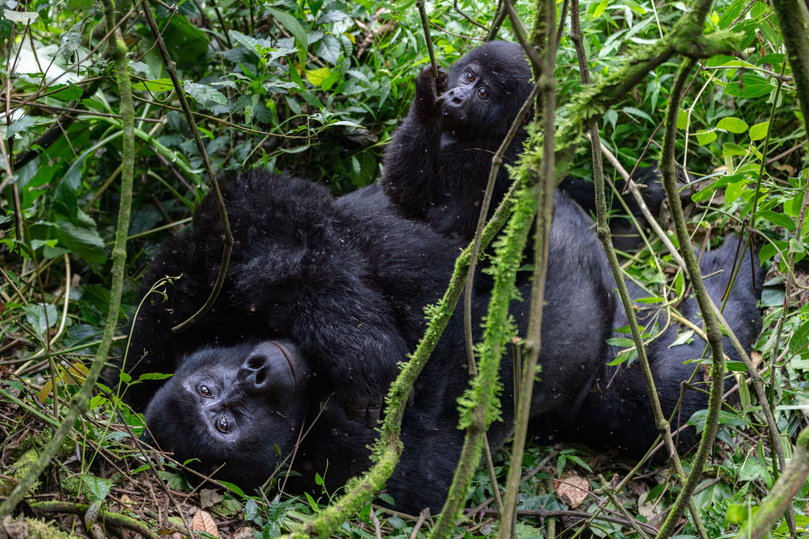 Mountain gorillas resting together in Bwindi Impenetrable National Park, Uganda