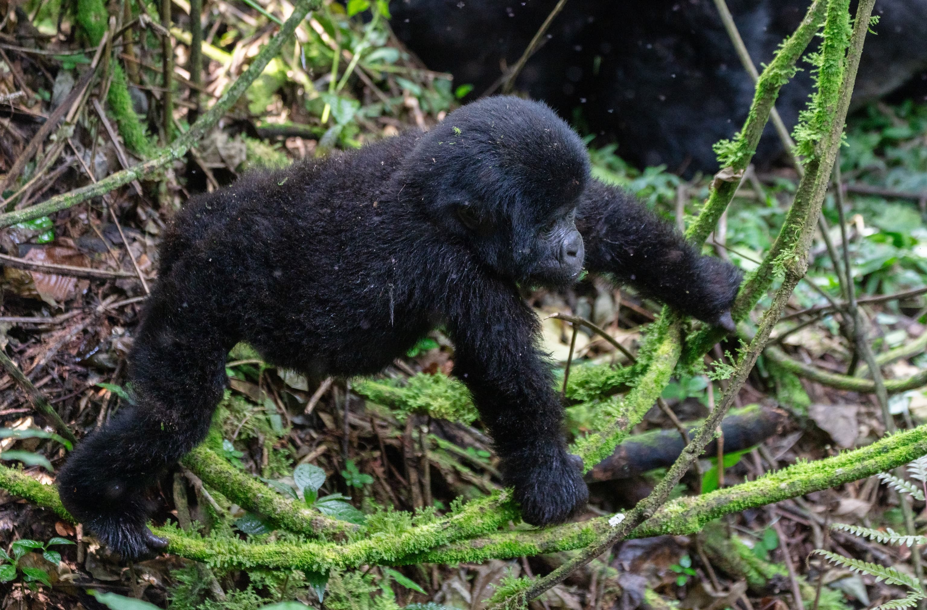 A young mountain gorilla walking through the forest in Bwindi Impenetrable National Park, Uganda