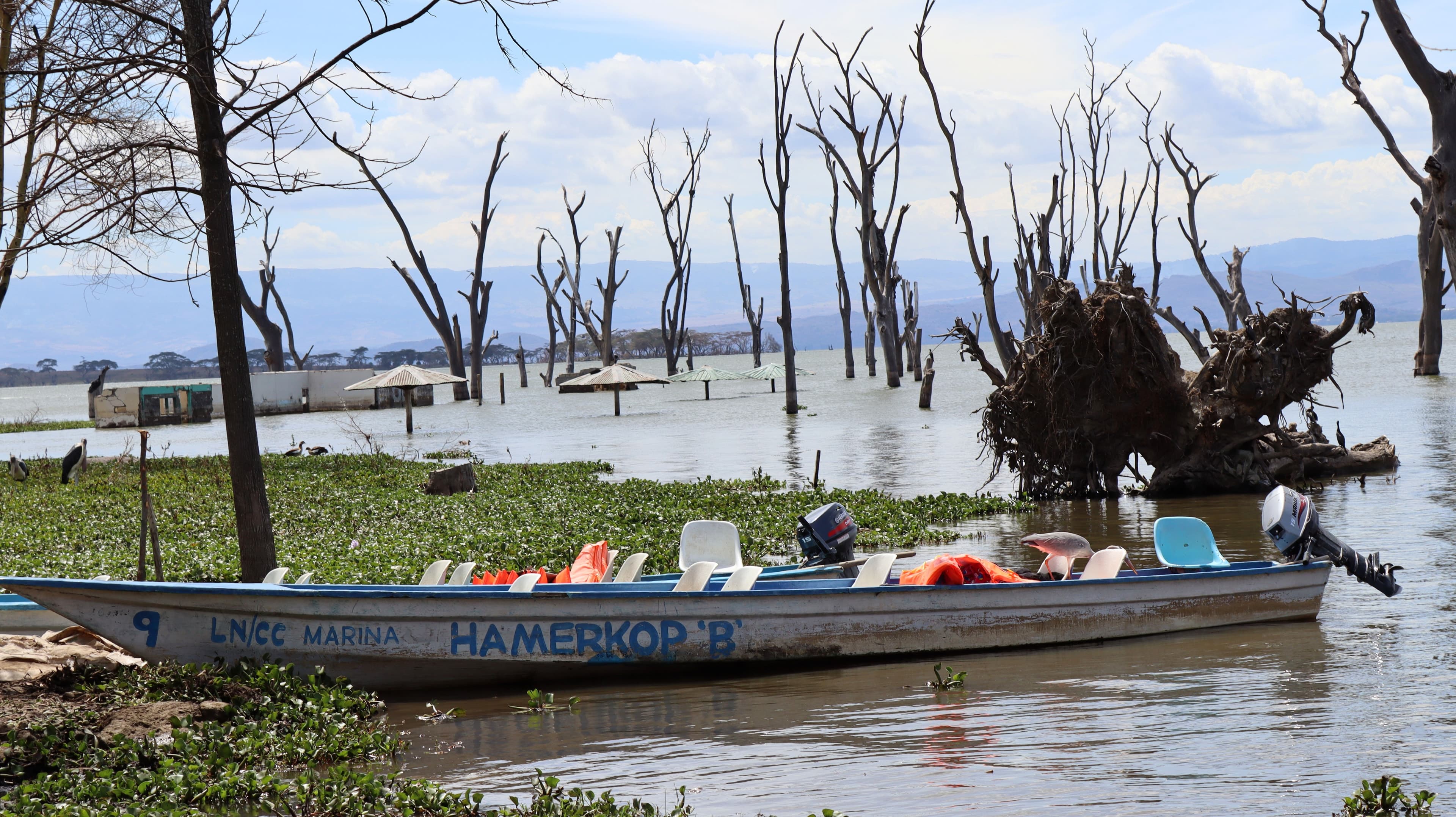 A motorboat moored among water hyacinth and drowned trees on the shore at Lake Naivasha Crescent Camp