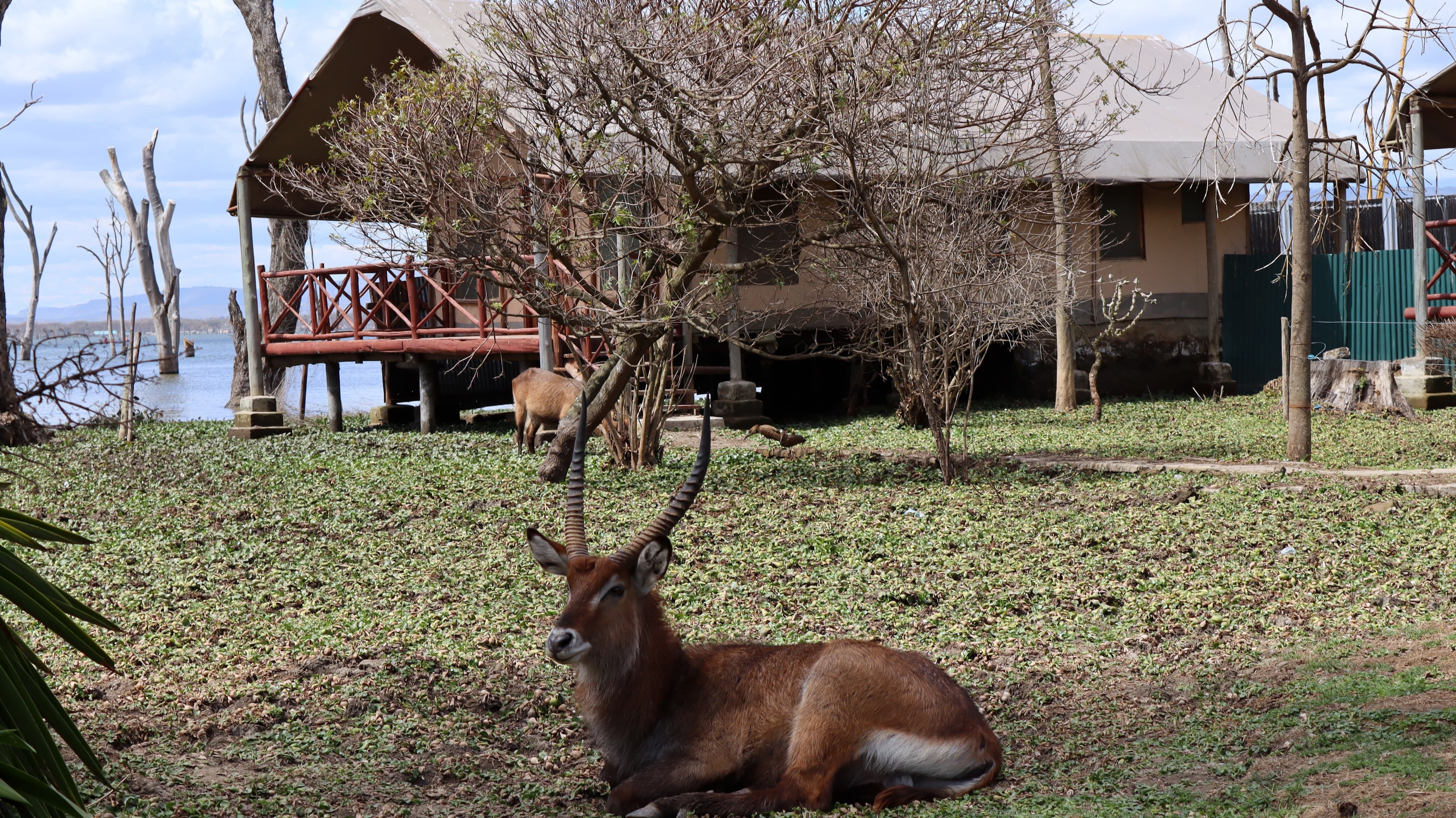 A waterbuck resting on the lawn in front of a raised tent at Lake Naivasha Crescent Camp