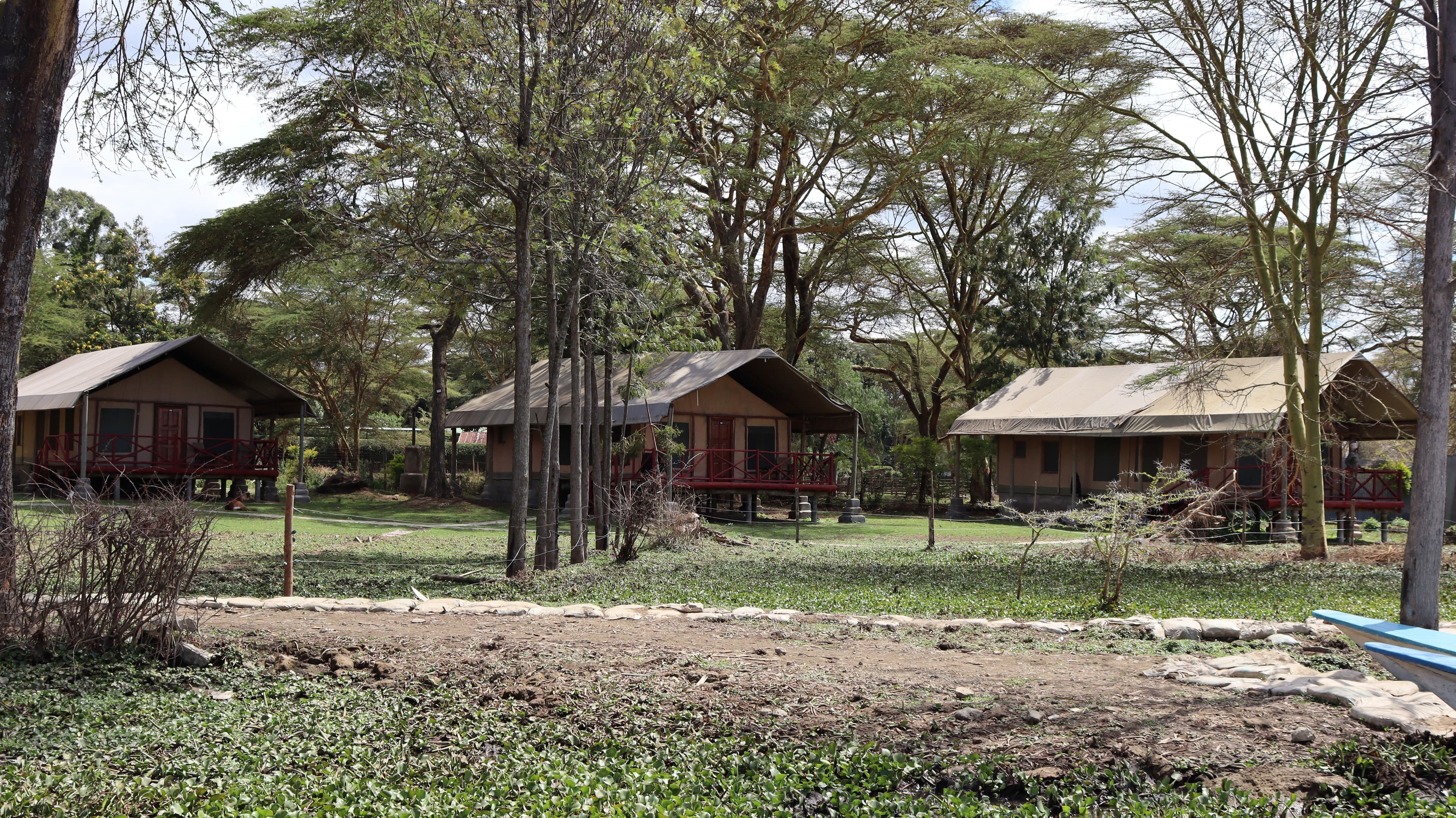Raised tents set back from the shore beneath acacia trees at Lake Naivasha Crescent Camp