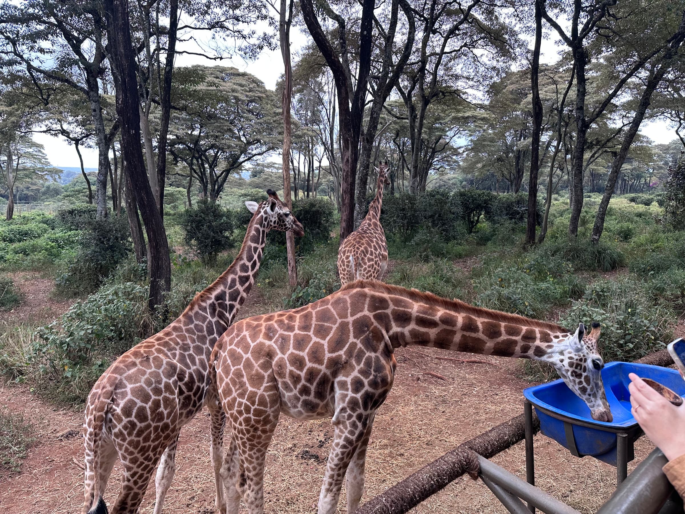 Rothschild’s giraffes at the feeding platform of the Giraffe Centre, Nairobi
