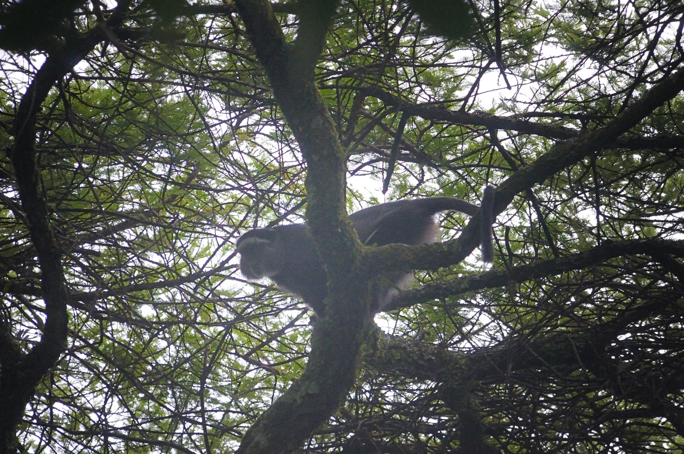 A Stuhlmann’s blue monkey among the branches of Kakamega Forest, Kenya