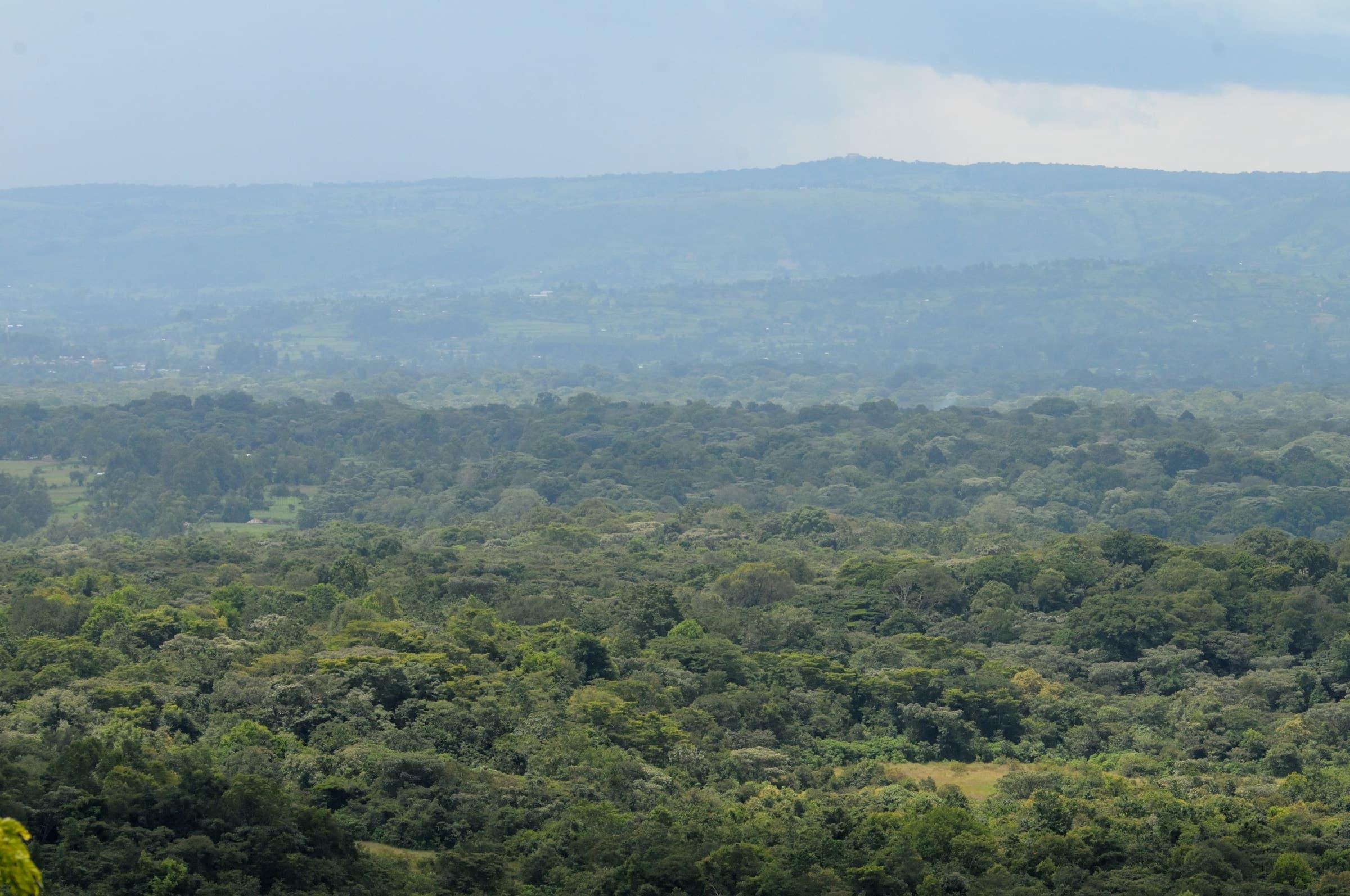 The tropical rainforest canopy of Kakamega Forest National Reserve, Kenya
