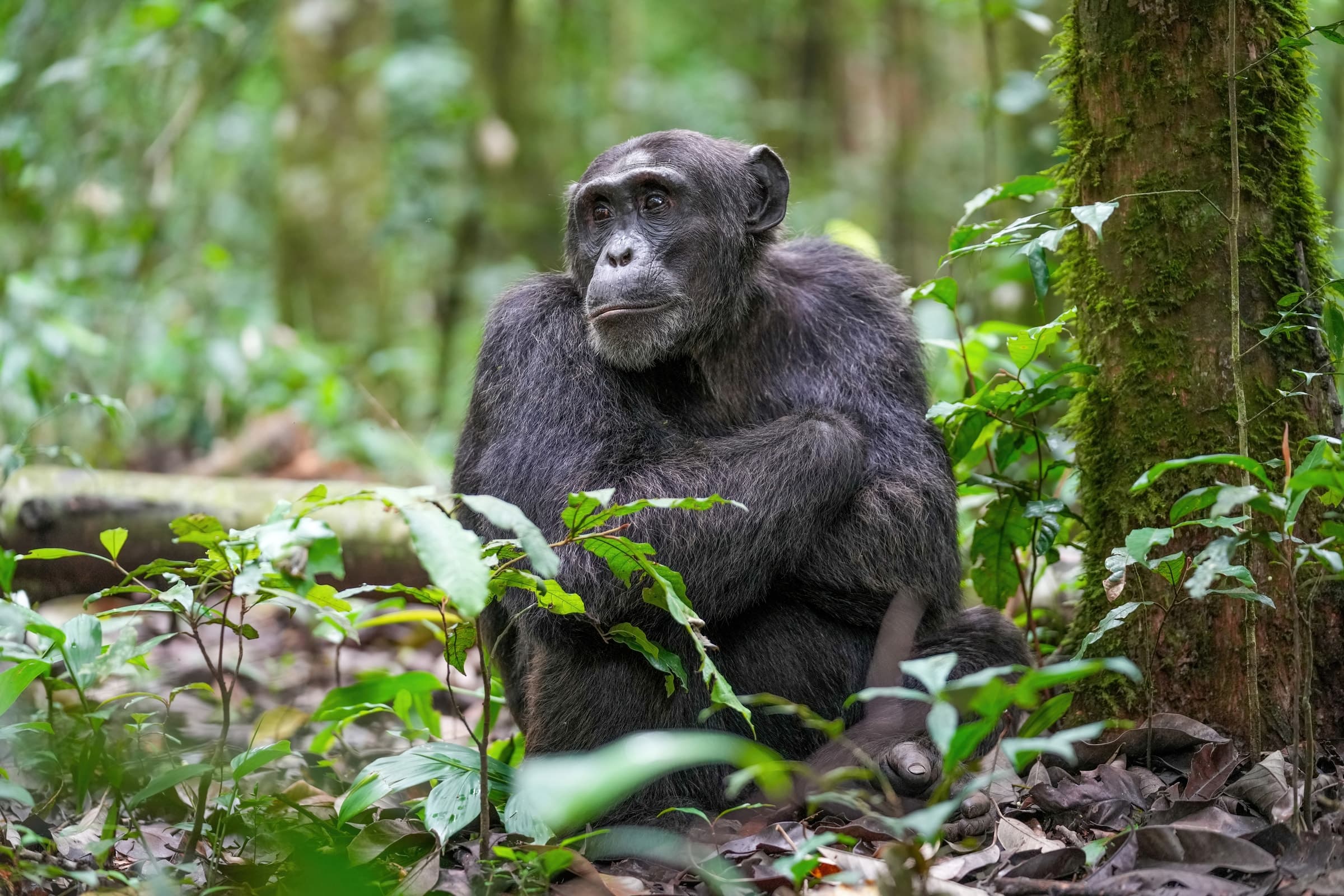 An alpha male chimpanzee in Kibale Forest National Park, Uganda