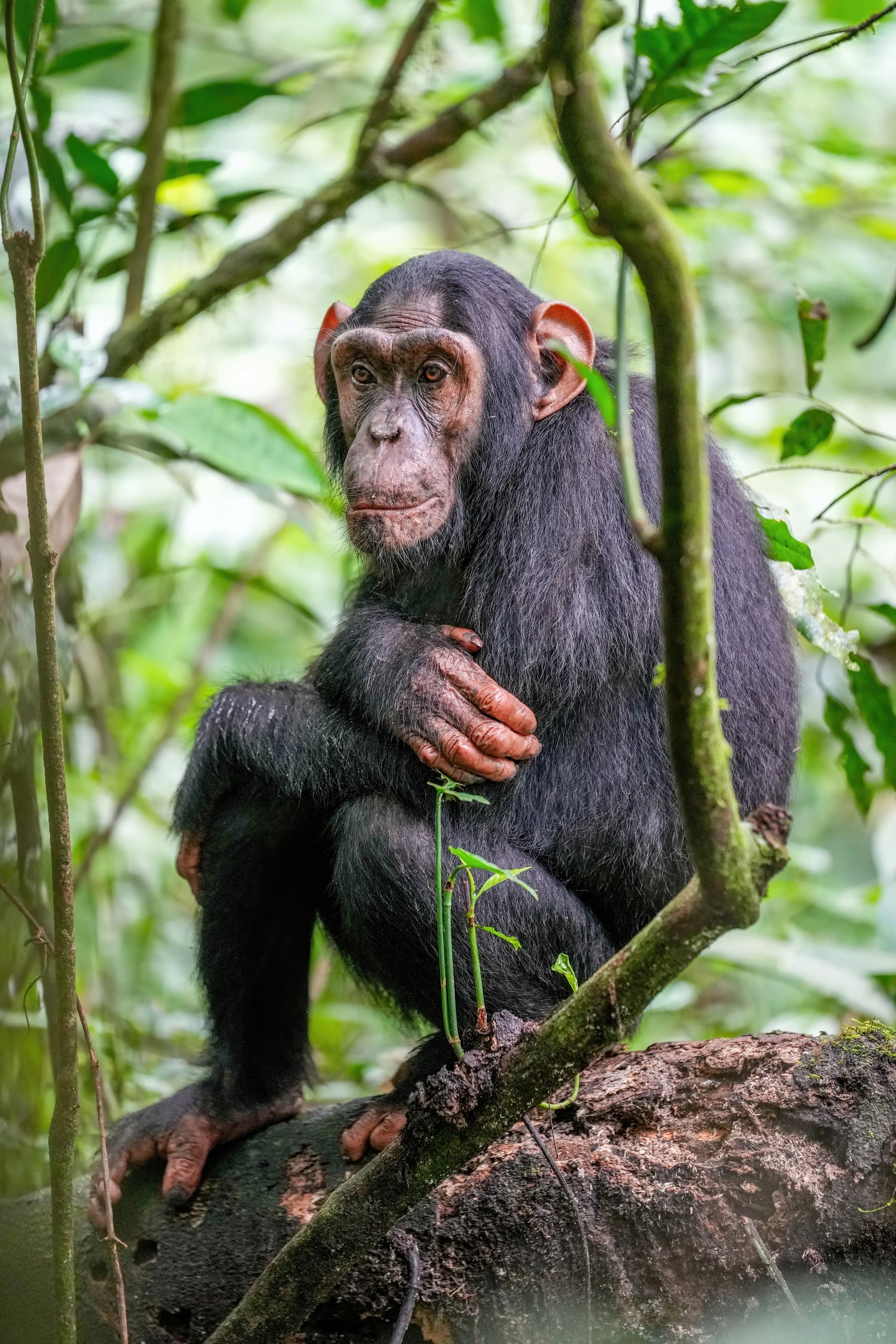 A chimpanzee sitting in the forest of Kibale National Park, Uganda