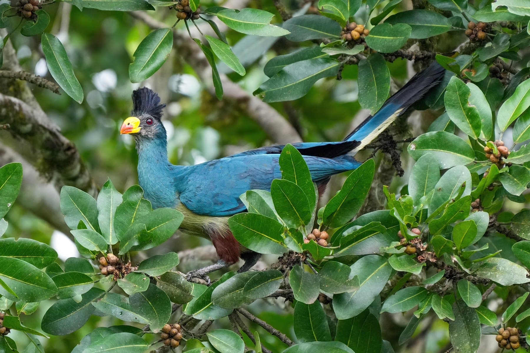 A great blue turaco in Kibale Forest National Park, Uganda