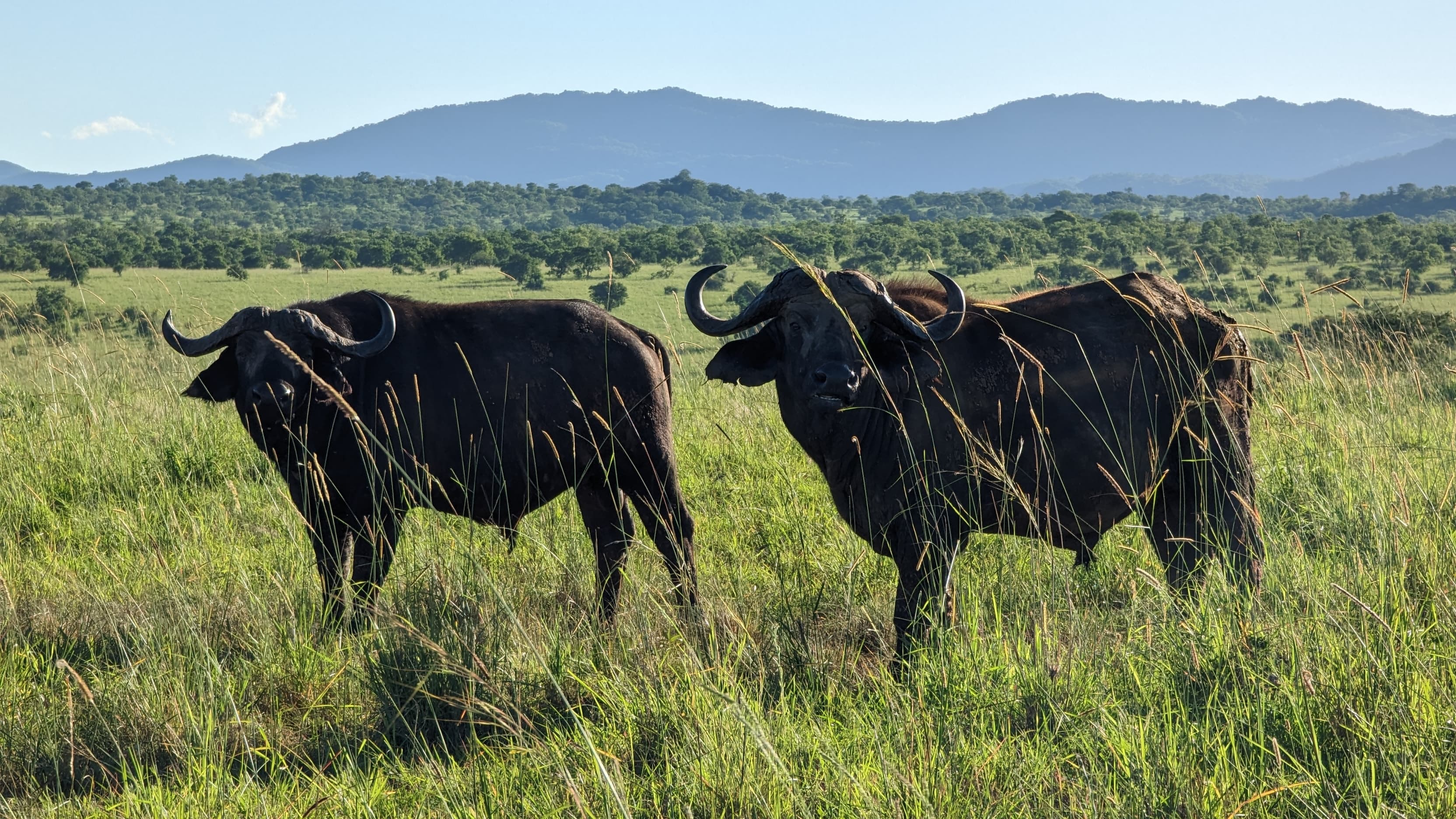 African buffaloes in Kidepo Valley National Park, Uganda
