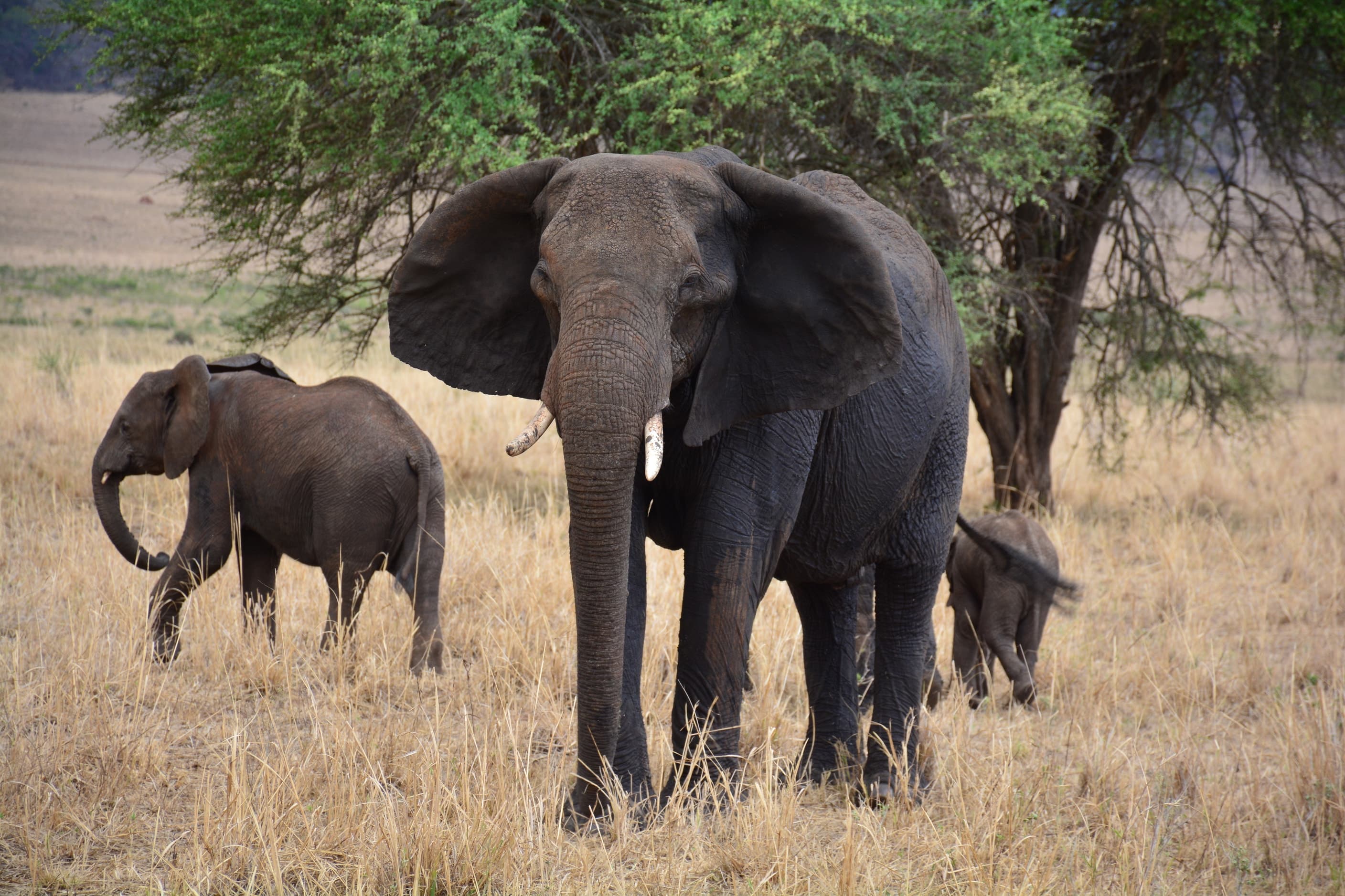An elephant matriarch and her family in Kidepo Valley National Park, Uganda