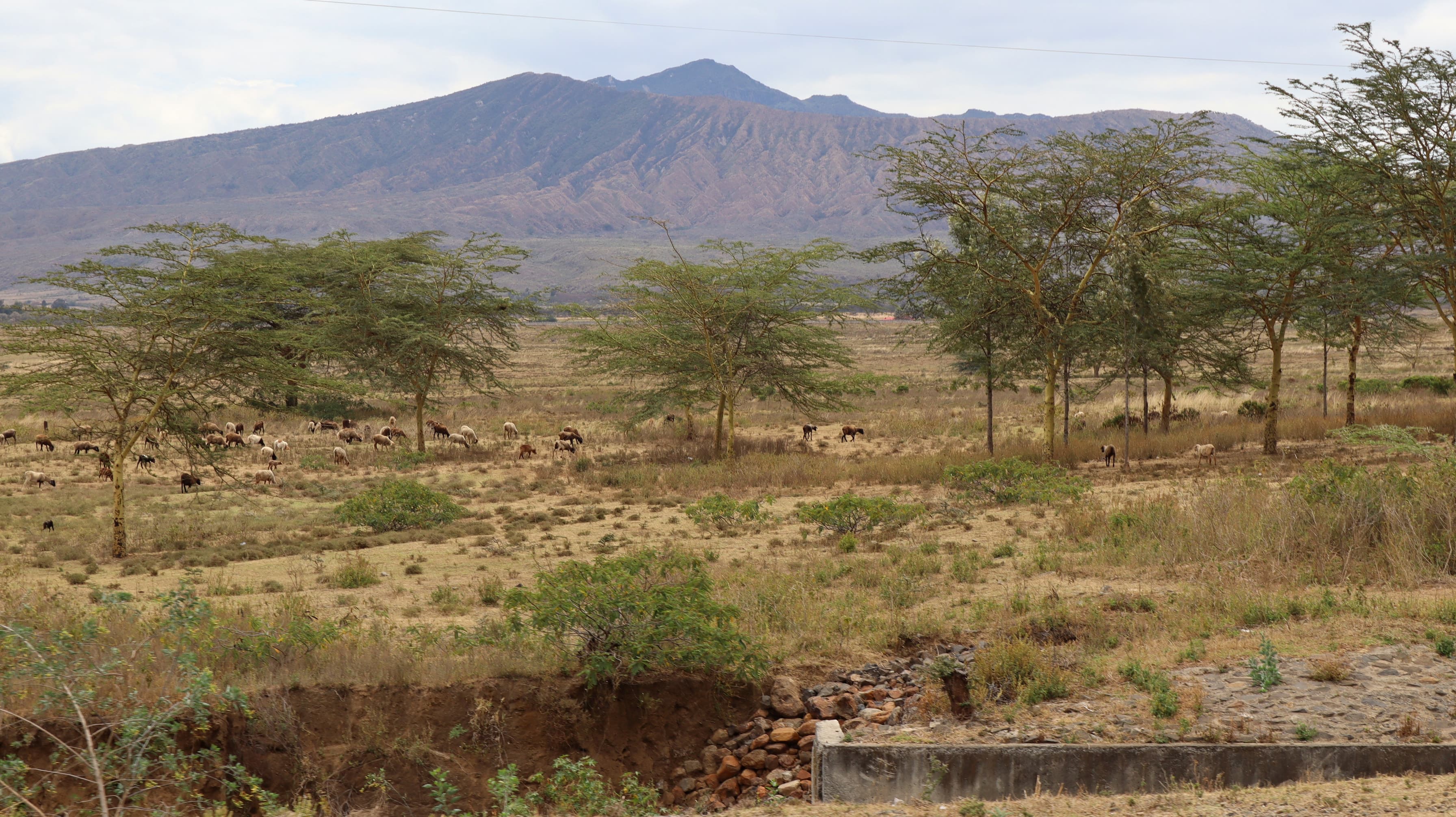 Mount Longonot rising behind acacia woodland in the Rift Valley