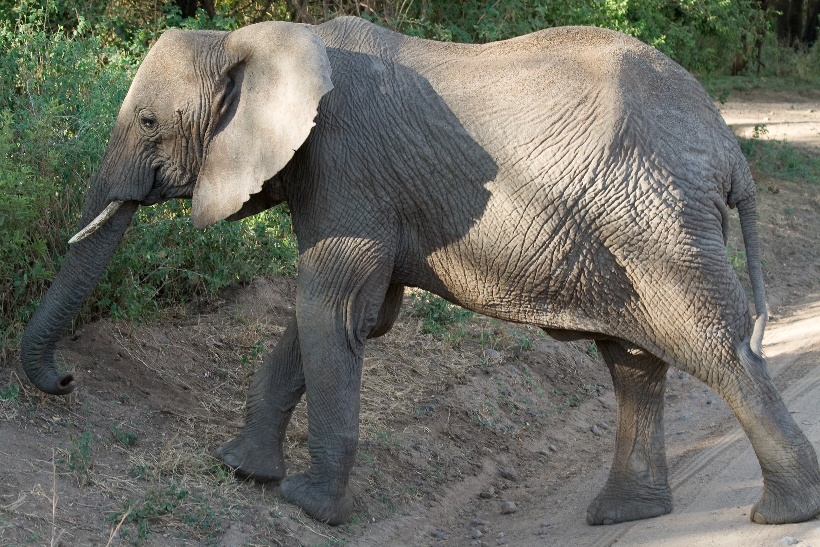 An African bush elephant in Lake Manyara National Park, Tanzania