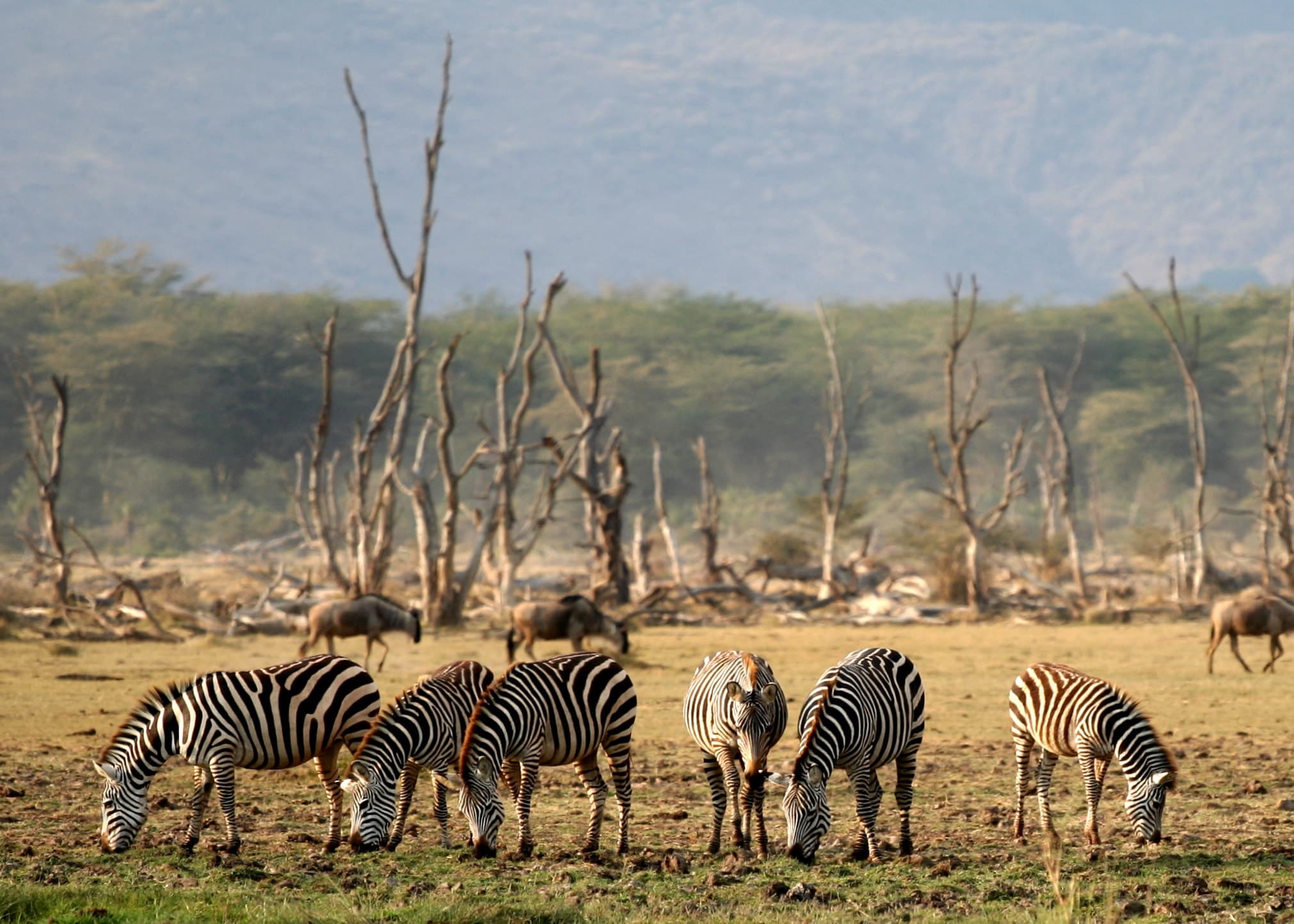 Zebras among dead trees in Lake Manyara National Park, Tanzania