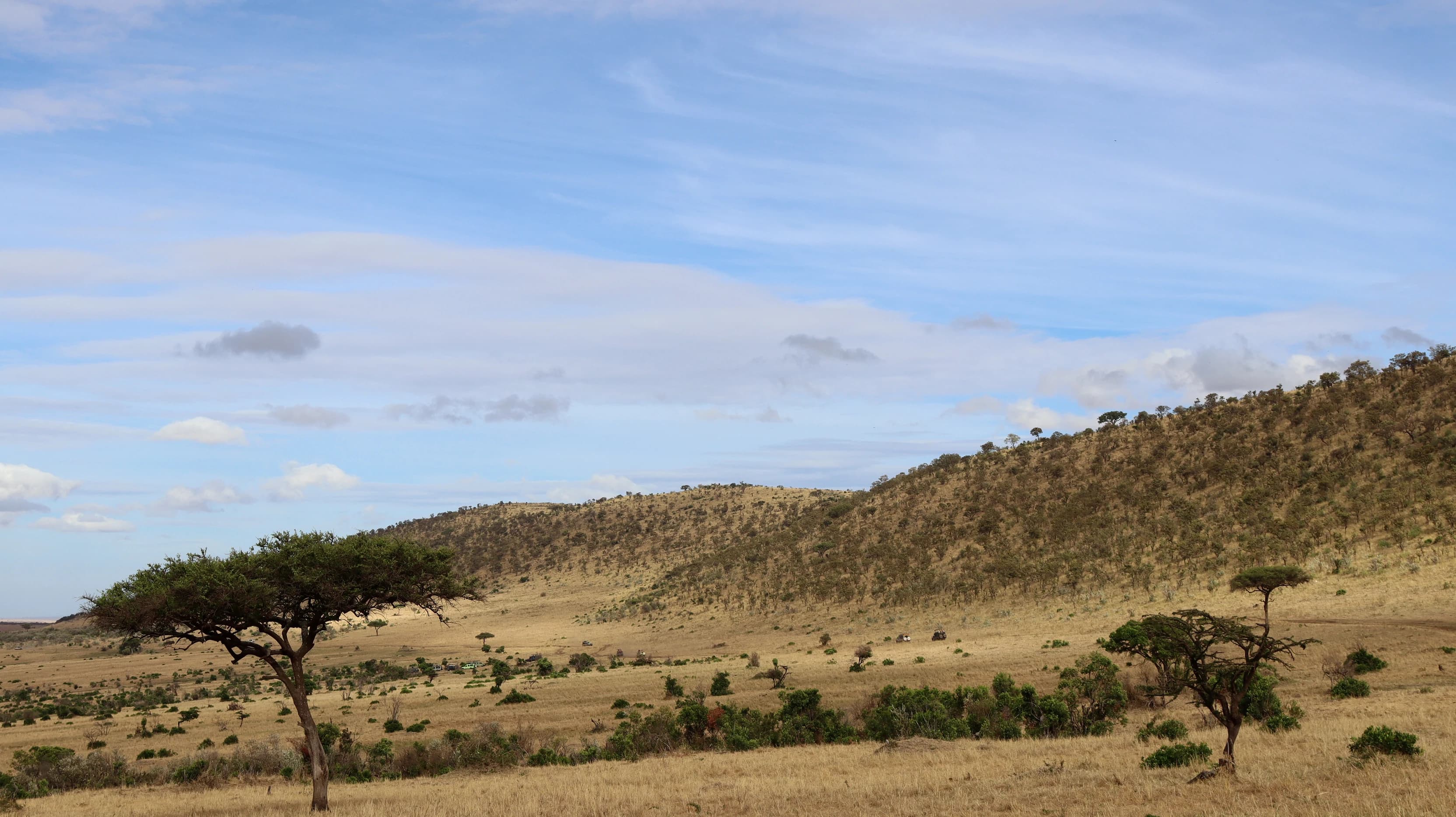A lone acacia tree on the grassy plains in the Maasai Mara