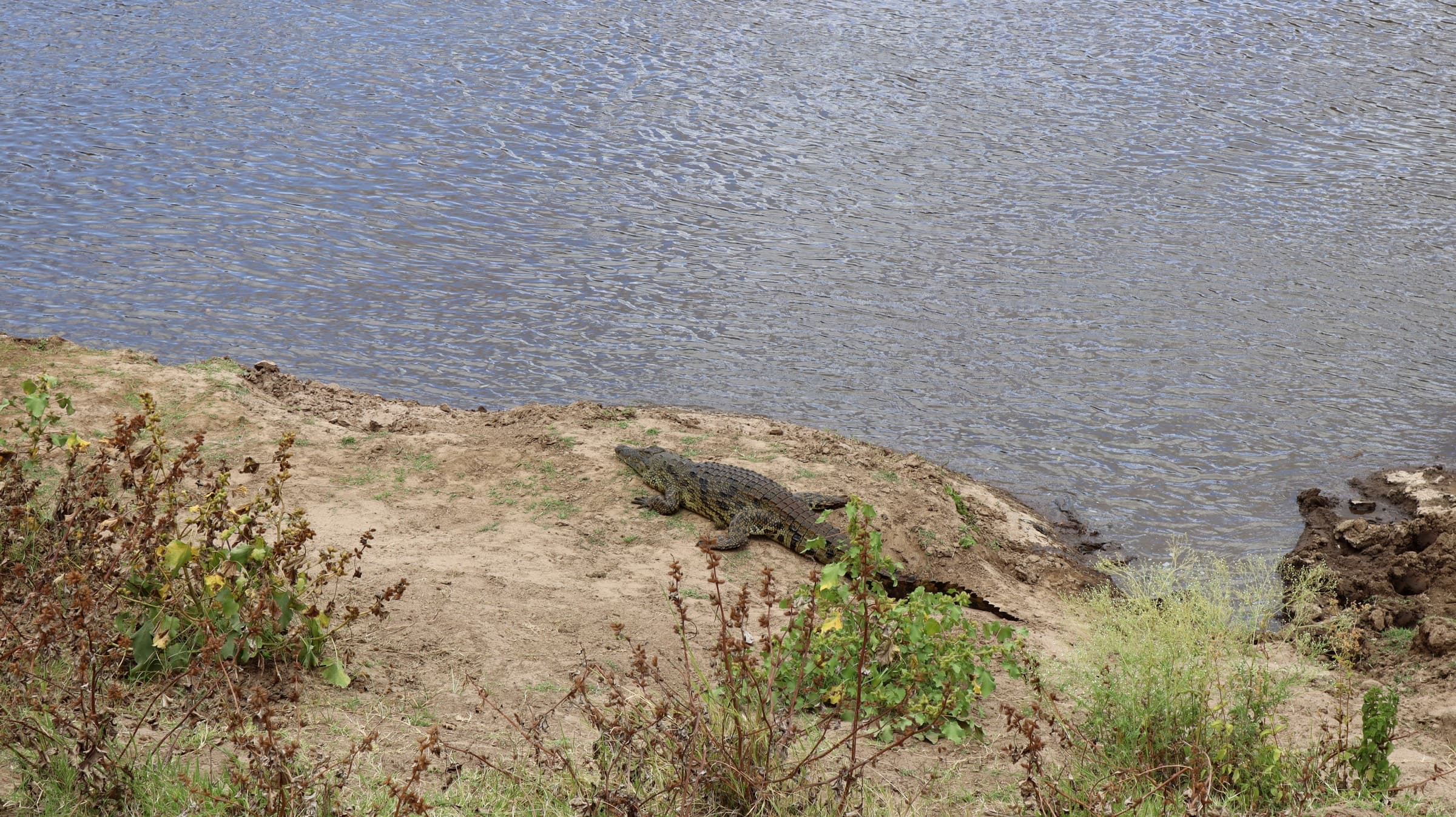 A Nile crocodile basking on a rocky riverbank in the Maasai Mara