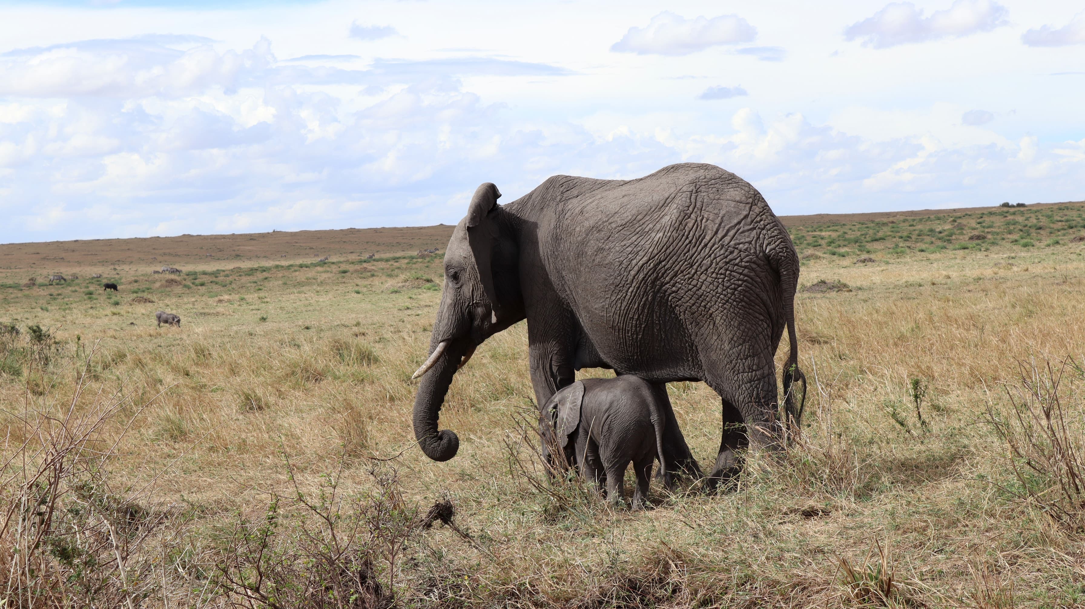 An elephant mother with a young calf at her side in the Maasai Mara