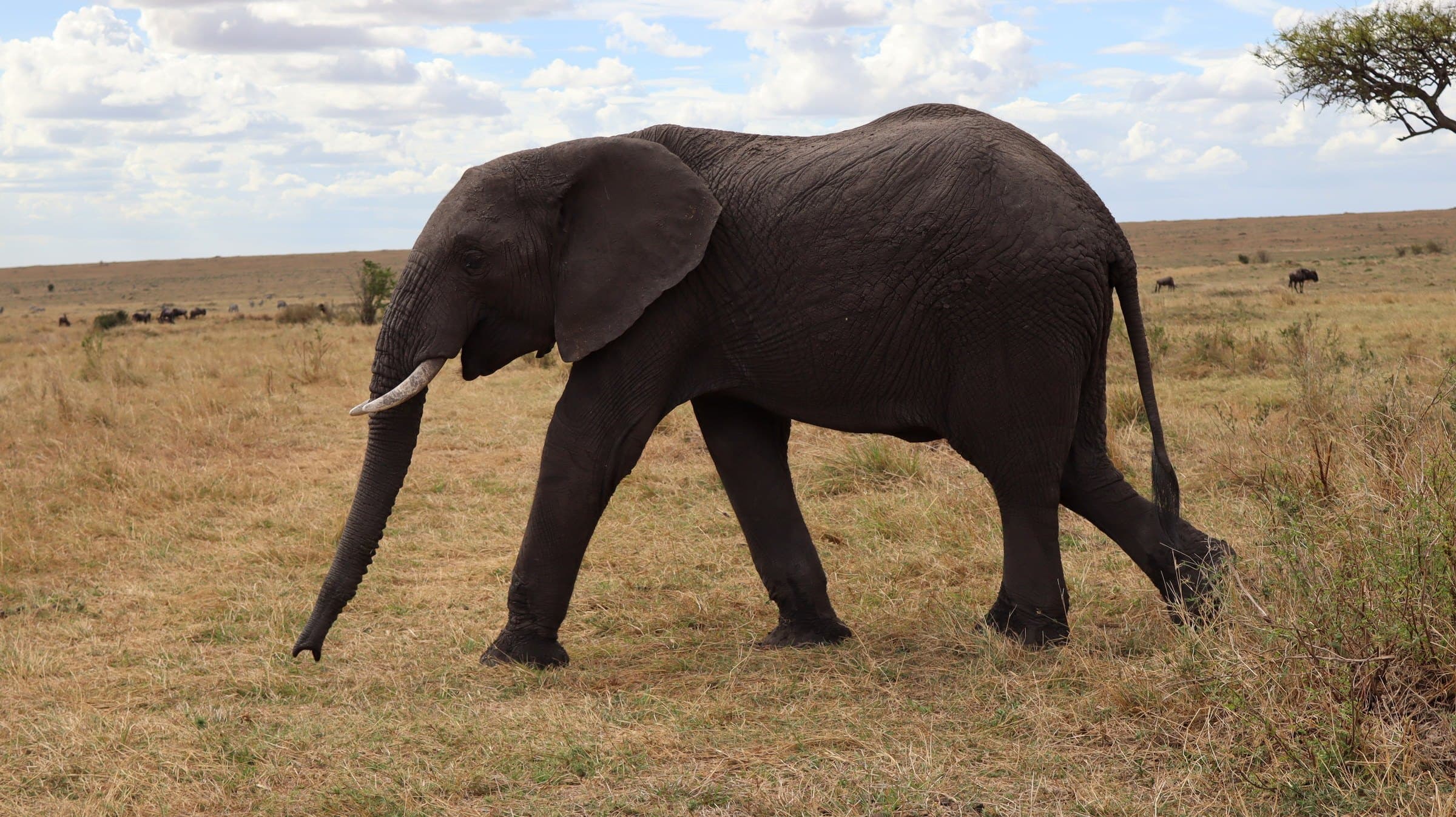 An elephant striding across golden grass in the Maasai Mara