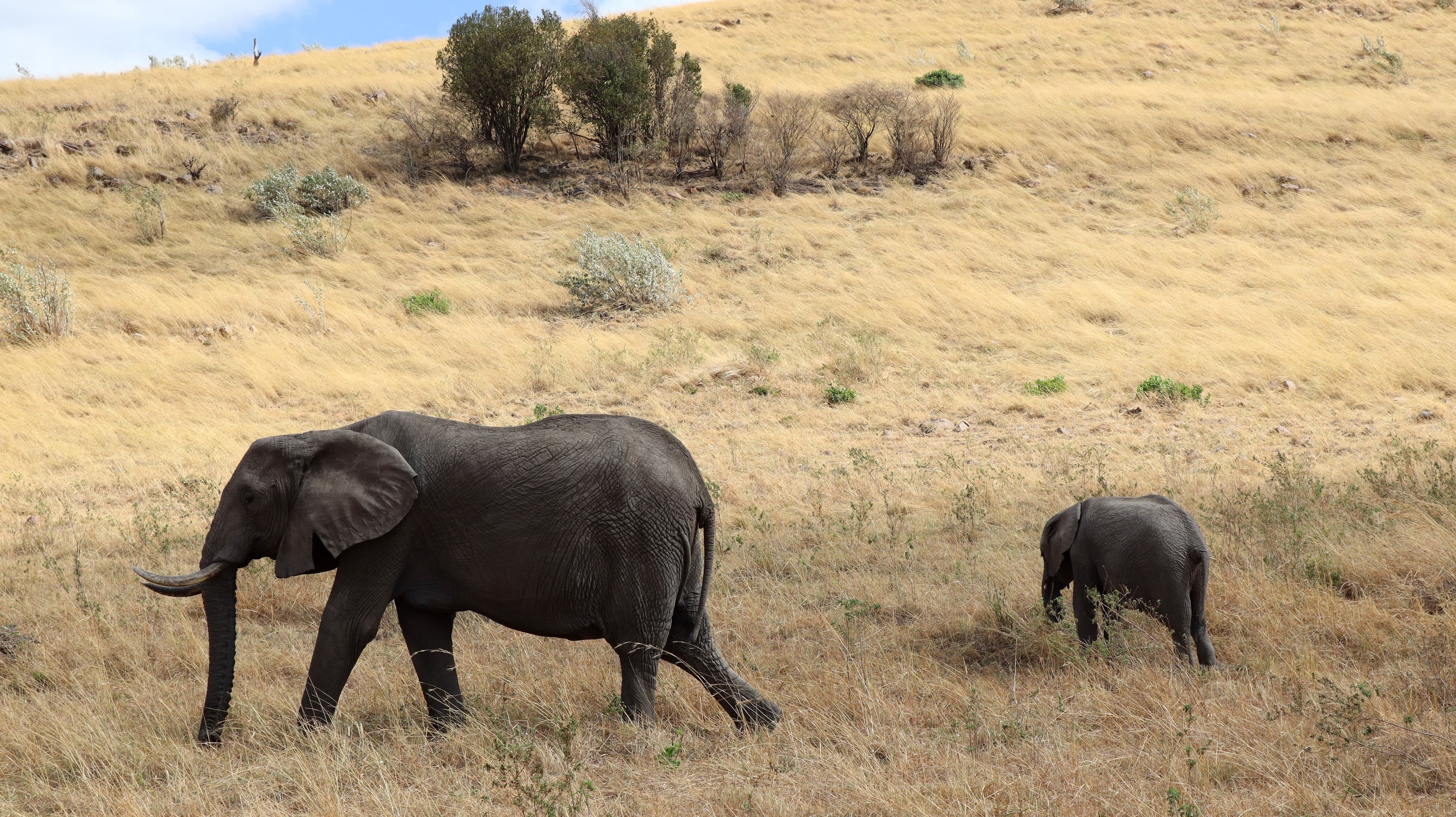 An elephant and calf walking through hillside grass in the Maasai Mara