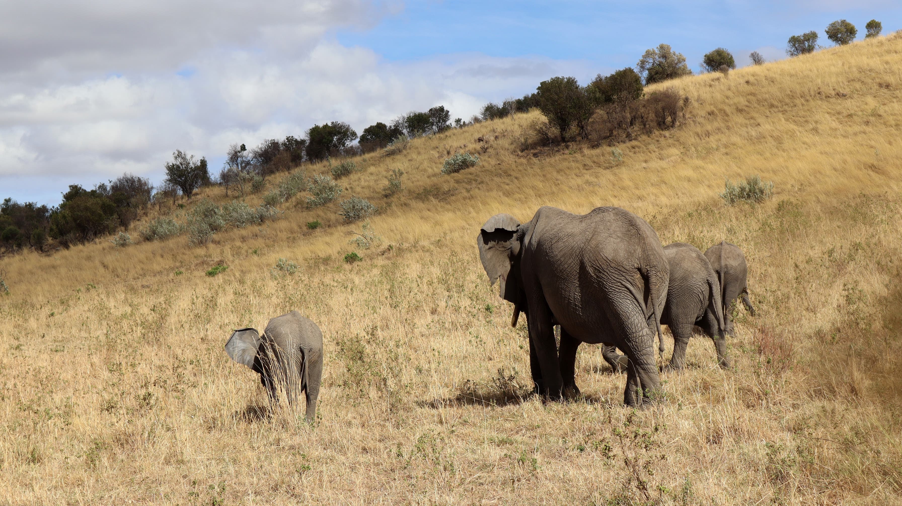 Elephants on a grassy hillside in the Maasai Mara