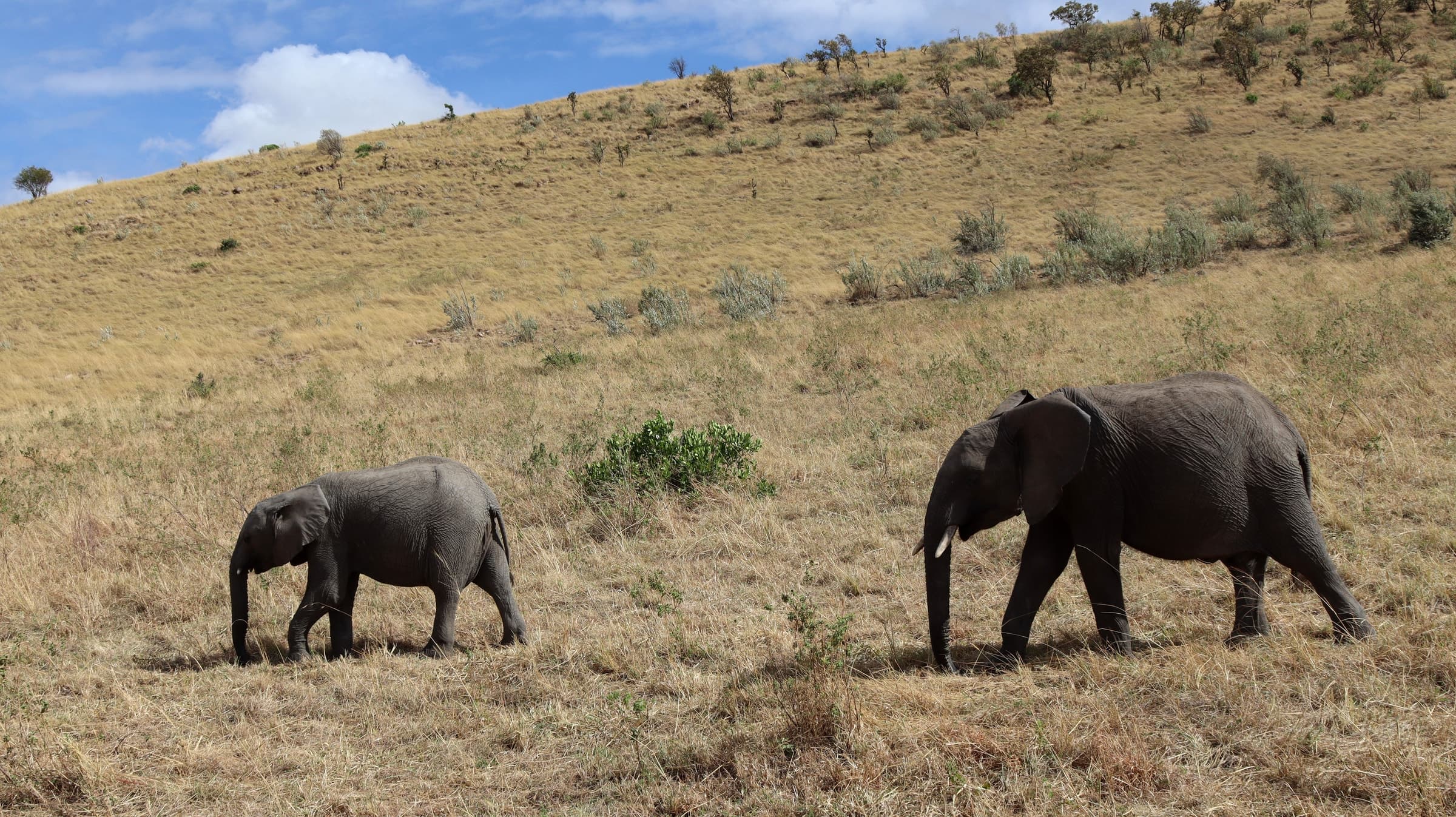 Two elephants feeding on a grassy slope in the Maasai Mara