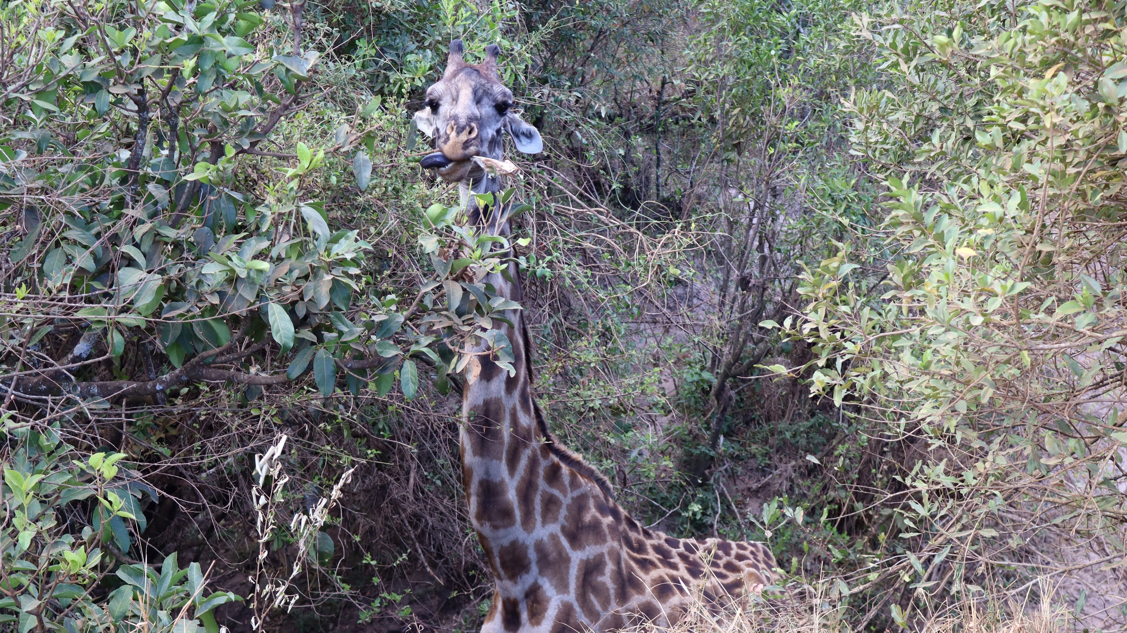 A giraffe browsing among dense bushes in the Maasai Mara