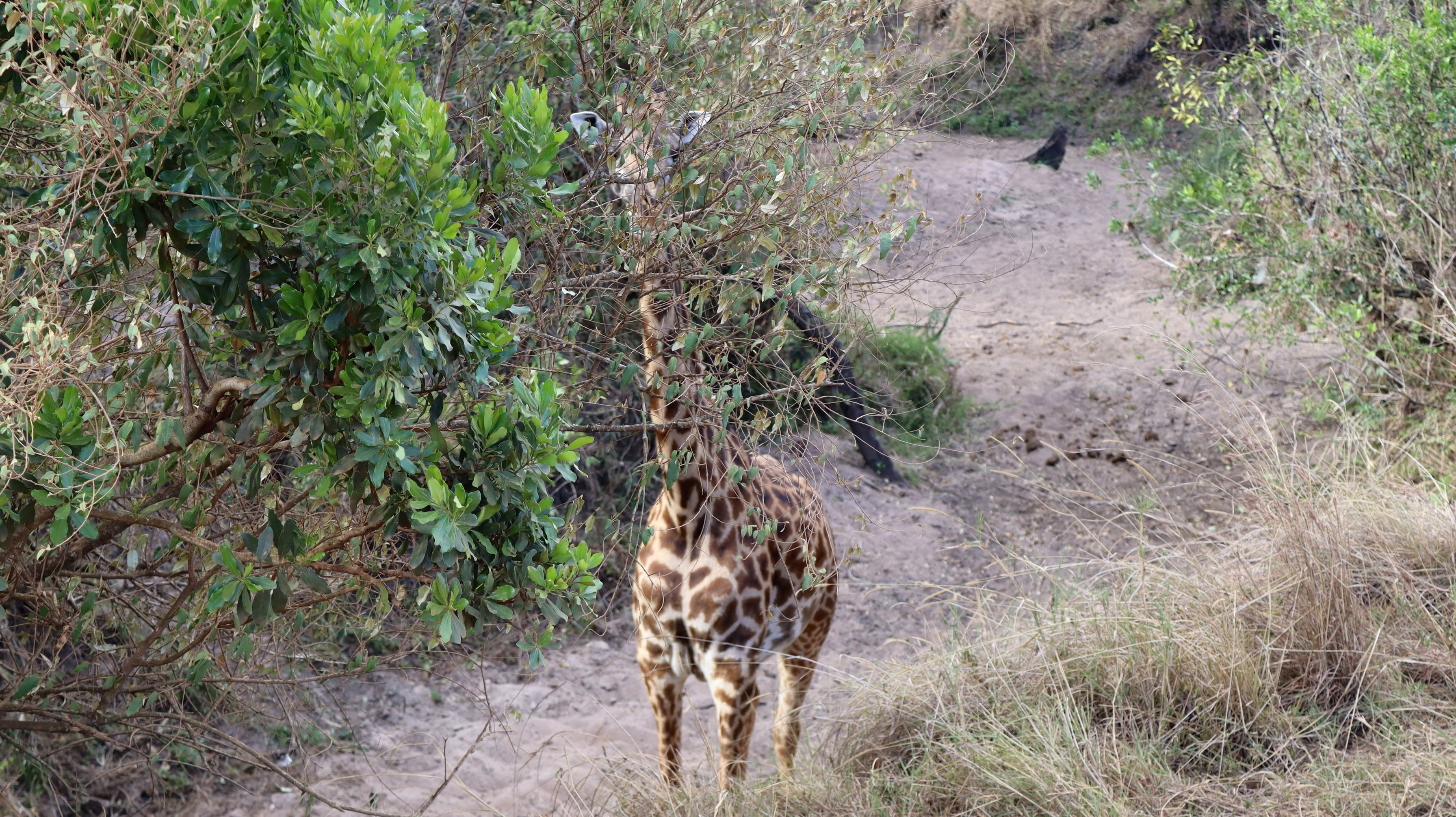 A giraffe standing on a sandy track between bushes in the Maasai Mara
