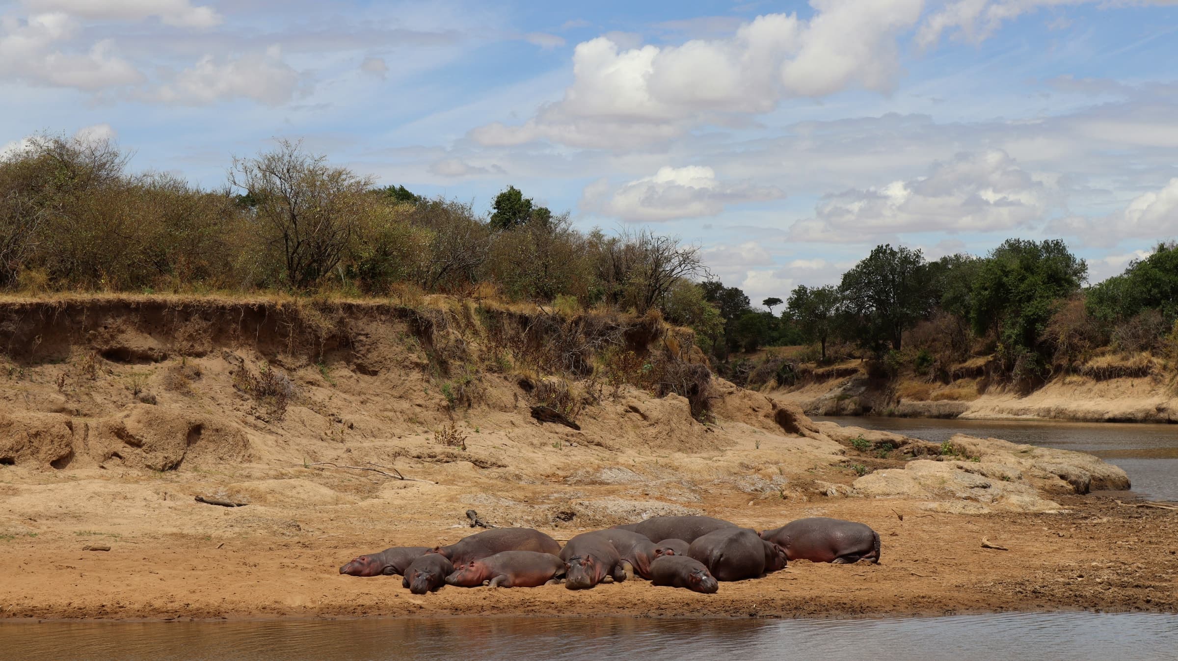 Hippos resting on a sandbank beside a river in the Maasai Mara