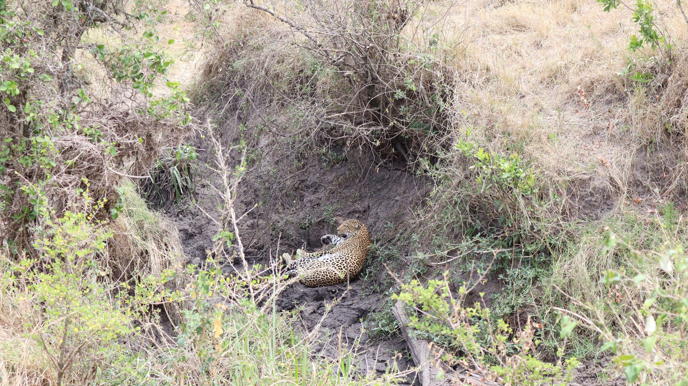 A leopard resting in a shaded thicket in the Maasai Mara