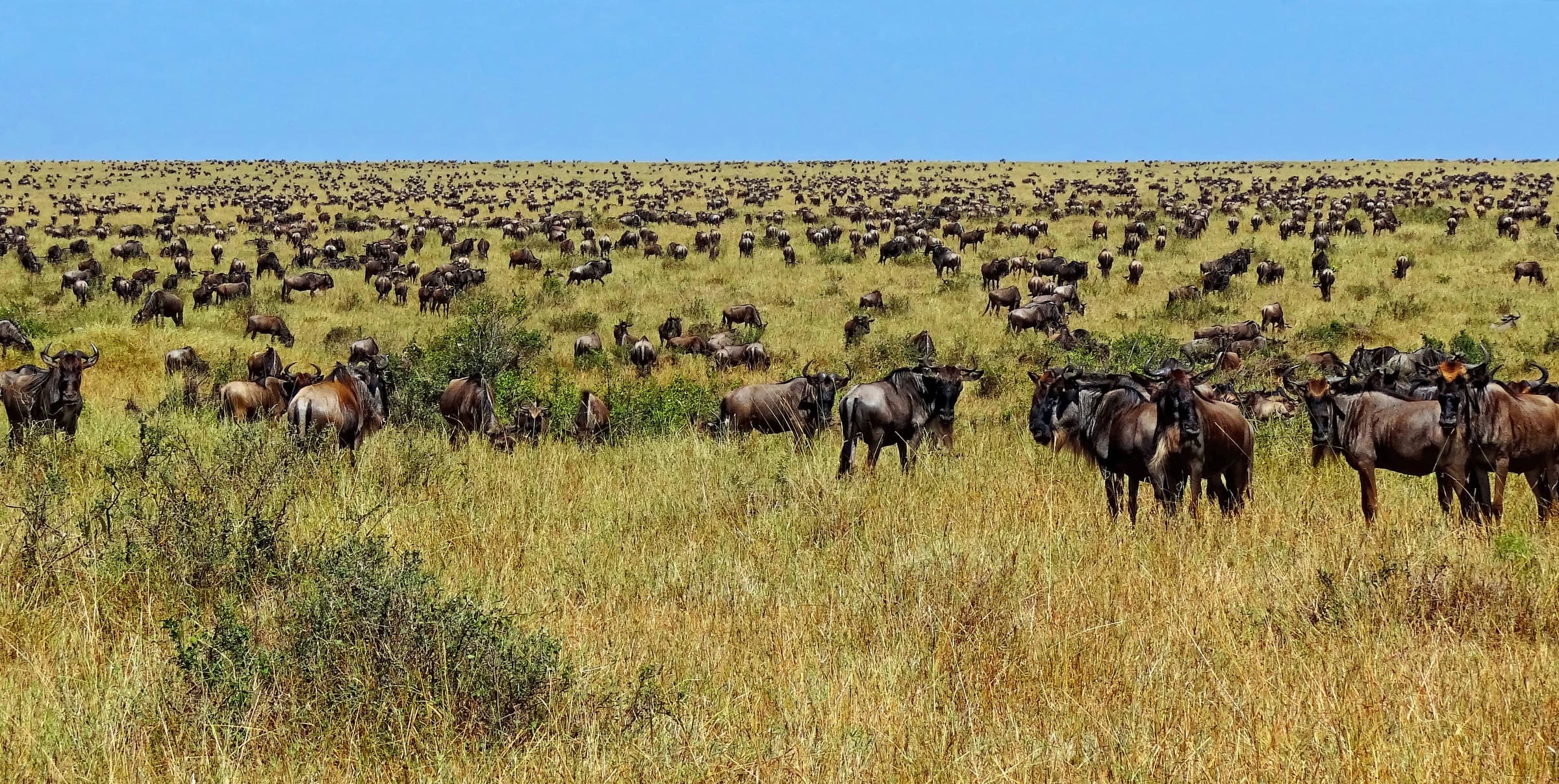 Wildebeest gathered after crossing the Mara River into the Maasai Mara during the Great Migration