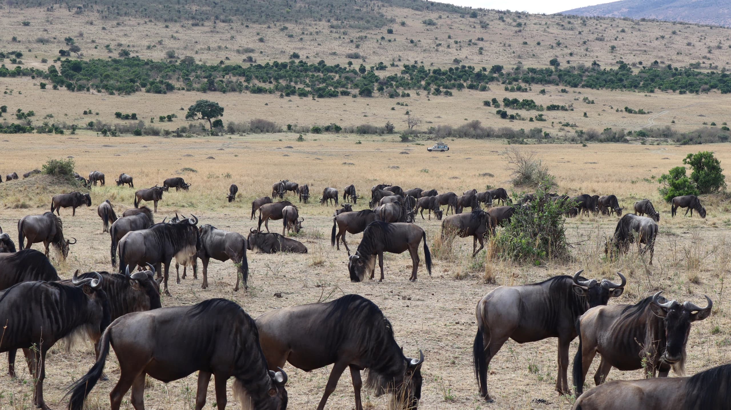 A large herd of wildebeest grazing on the plains in the Maasai Mara