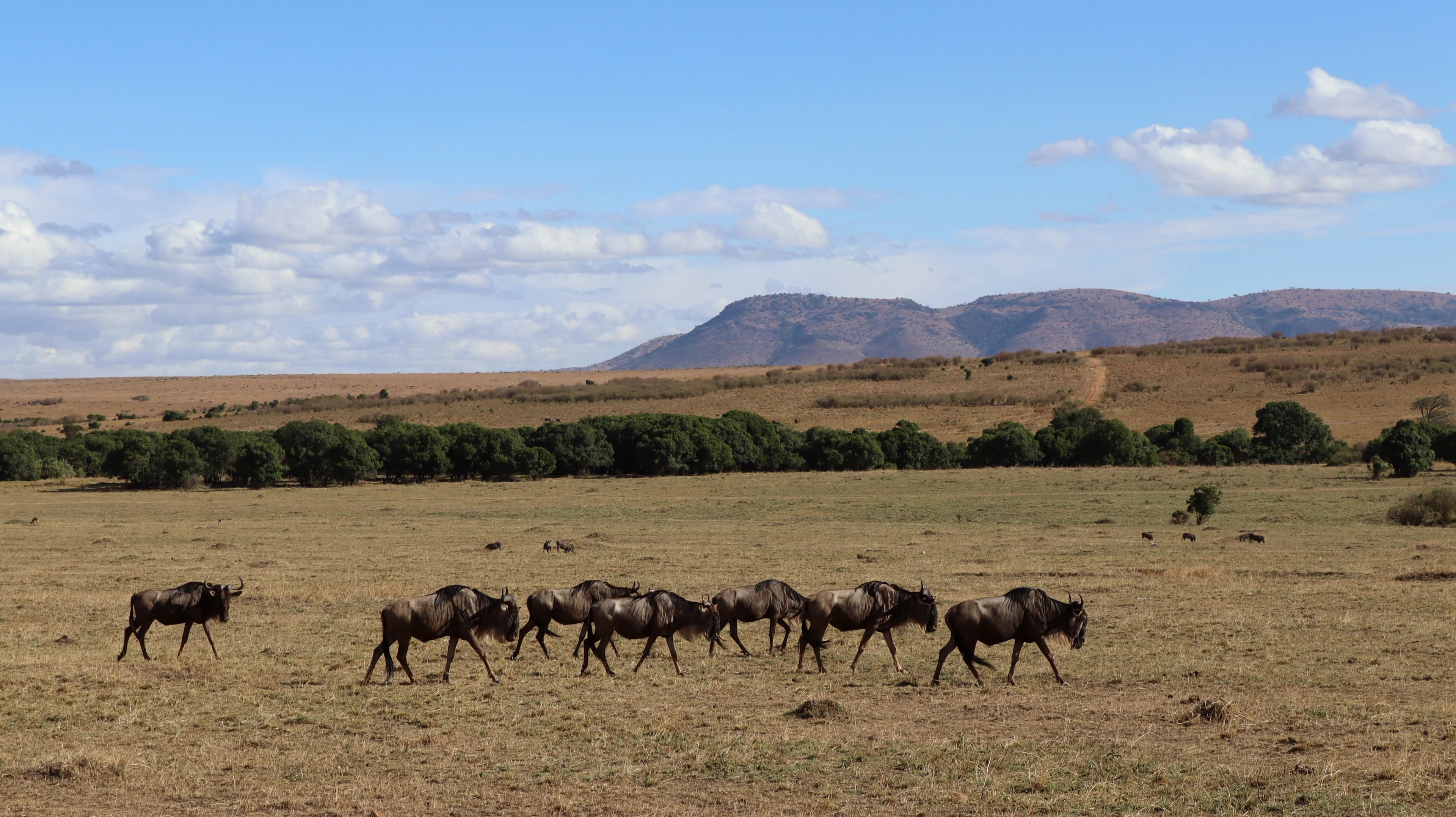 Wildebeest walking in a line across the plains in the Maasai Mara, with hills on the horizon