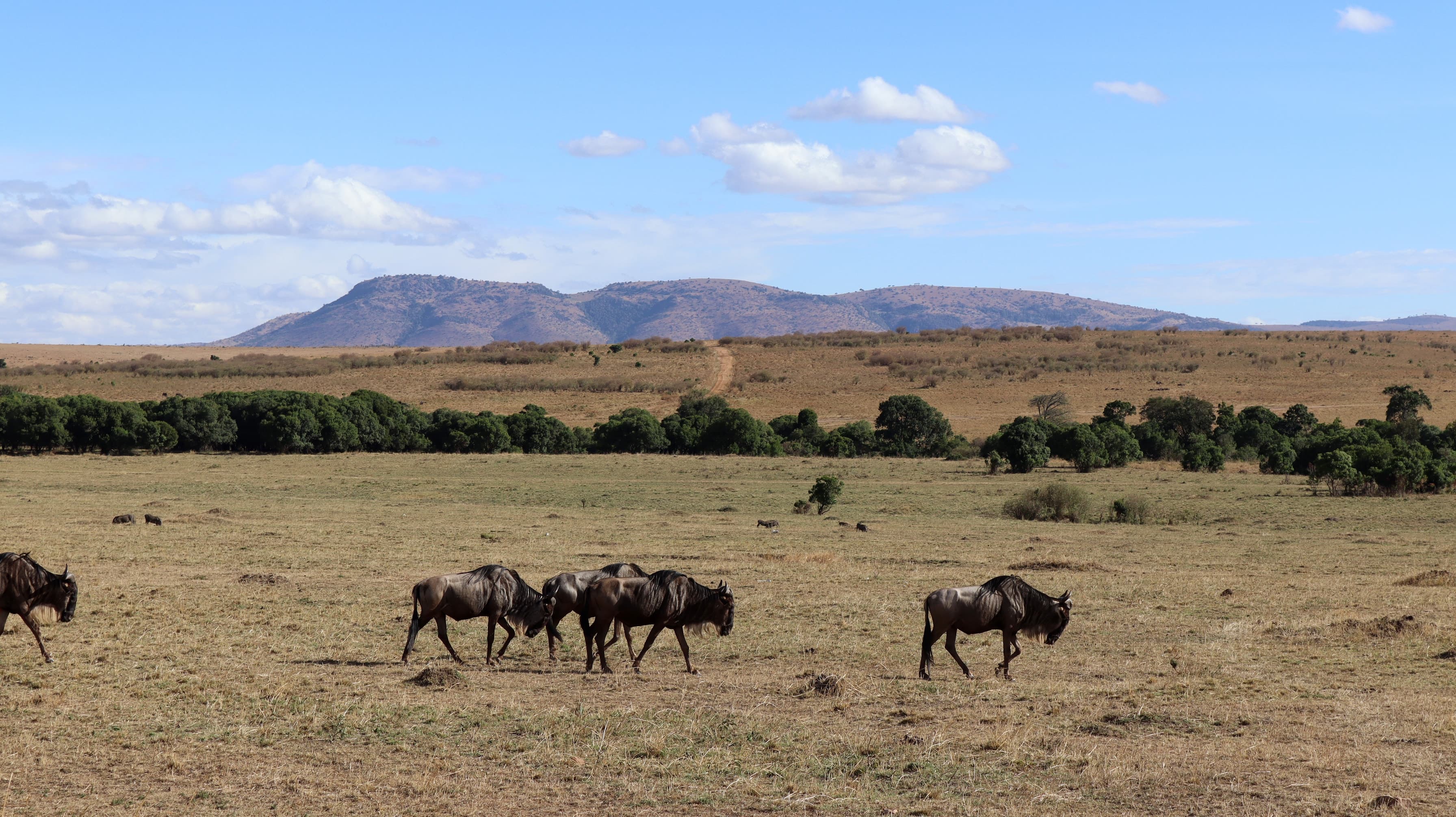 Wildebeest crossing the plains with mountains in the distance in the Maasai Mara