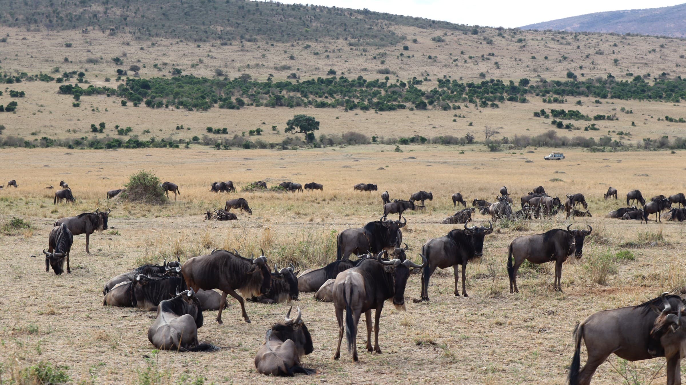 Wildebeest scattered across a broad valley in the Maasai Mara