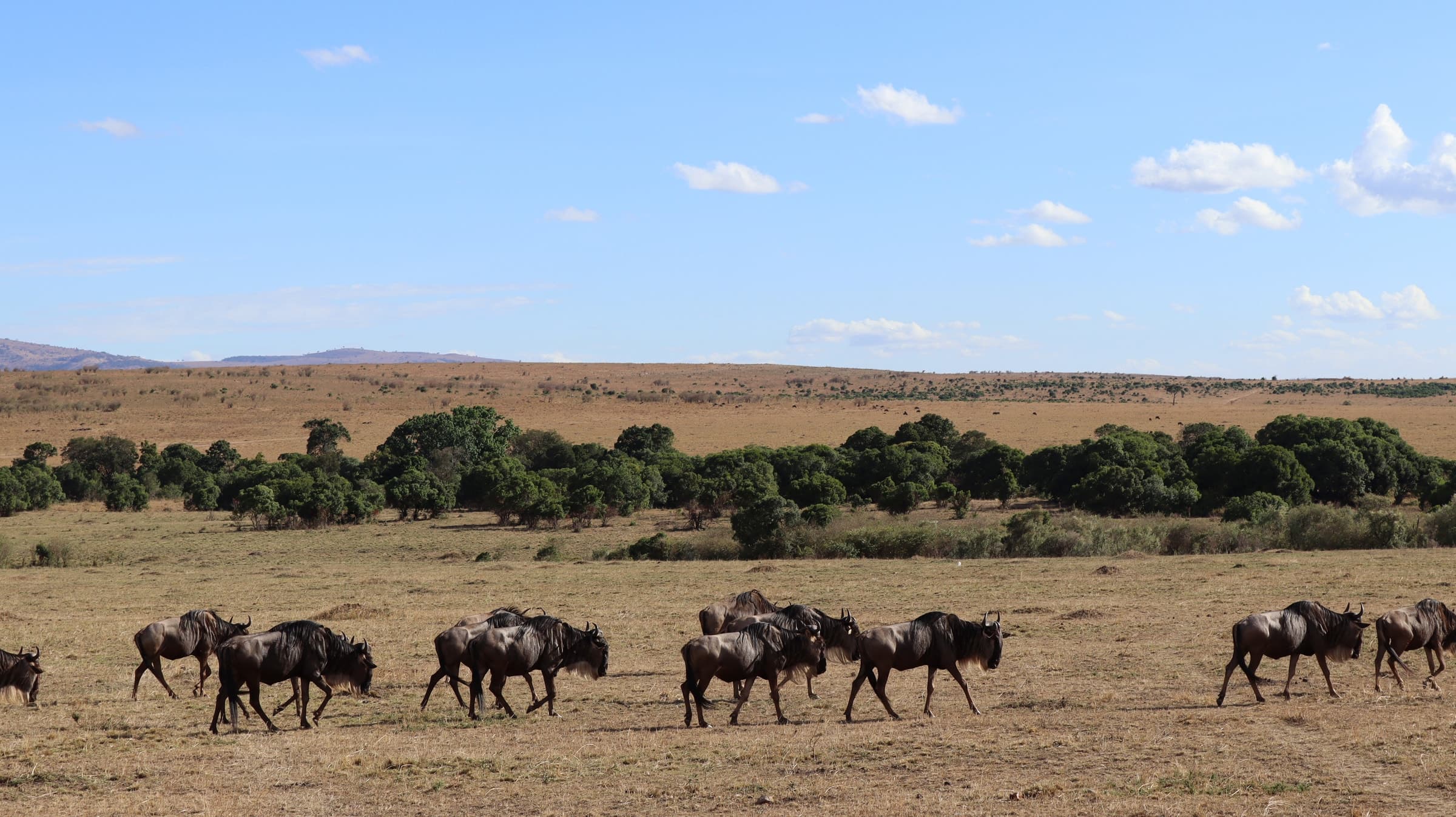 Wildebeest walking in a line across the plains towards a band of trees in the Maasai Mara