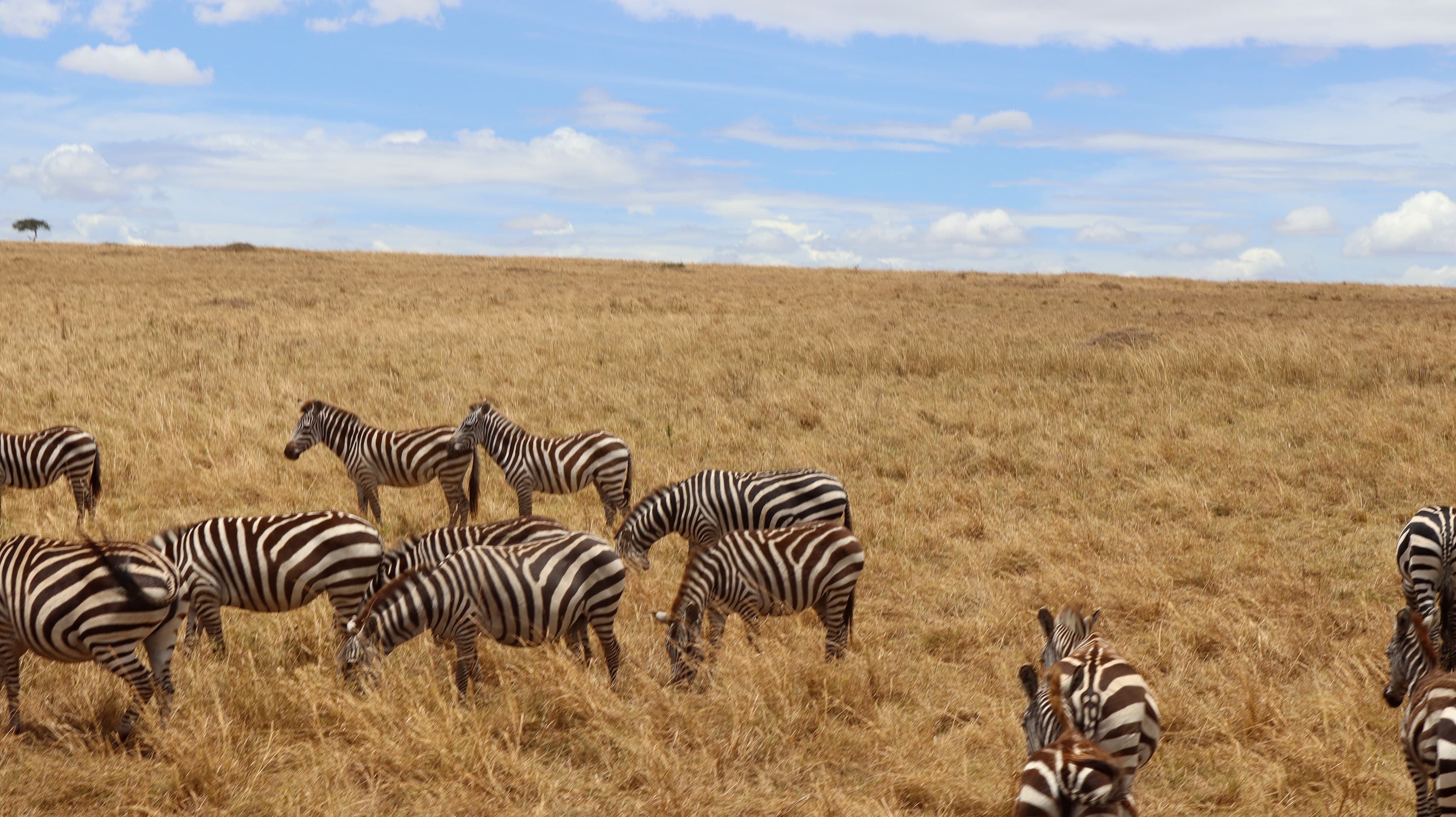 A group of zebras in tall golden grass in the Maasai Mara