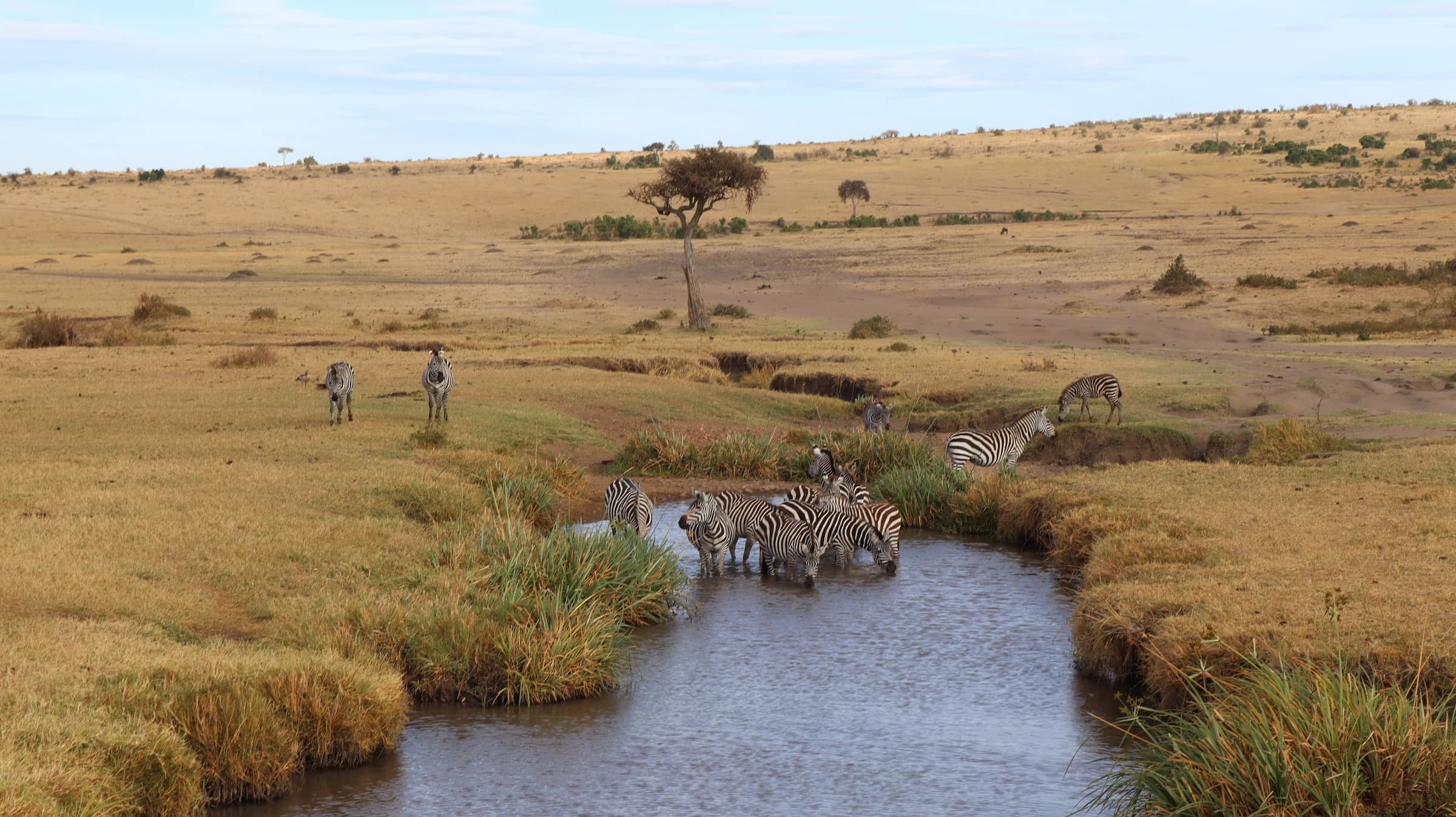 Zebras drinking at a winding stream in the Maasai Mara