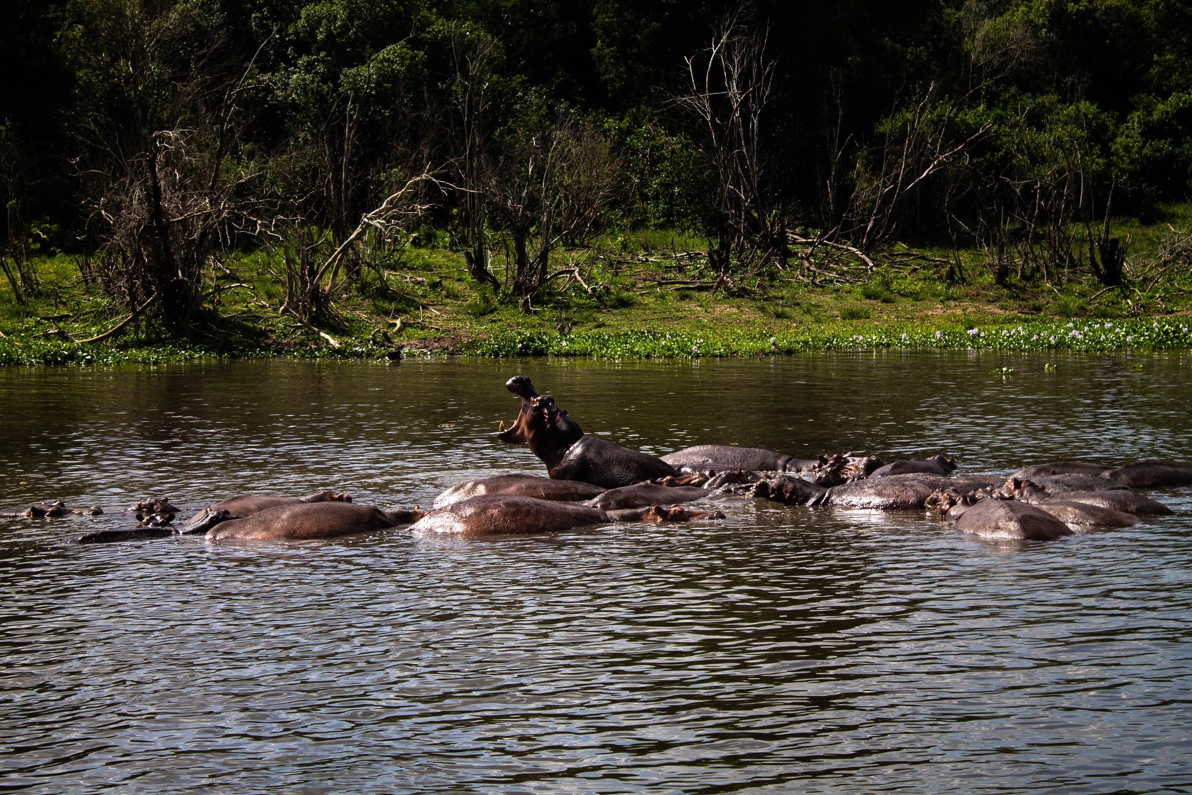 Hippos in the Nile in Murchison Falls National Park, Uganda