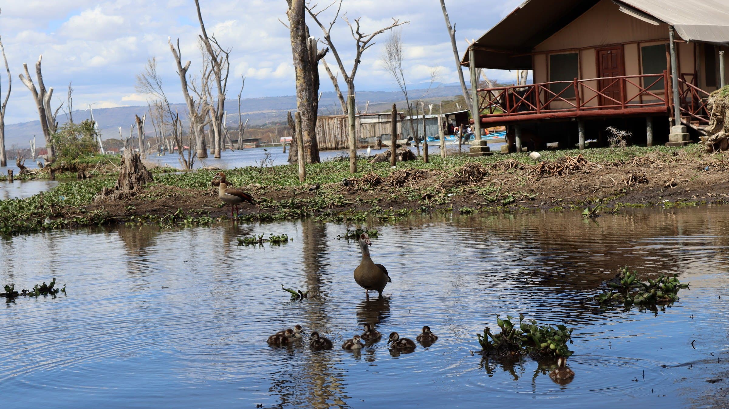 A duck and her ducklings on the water by a lakeside tent at Lake Naivasha