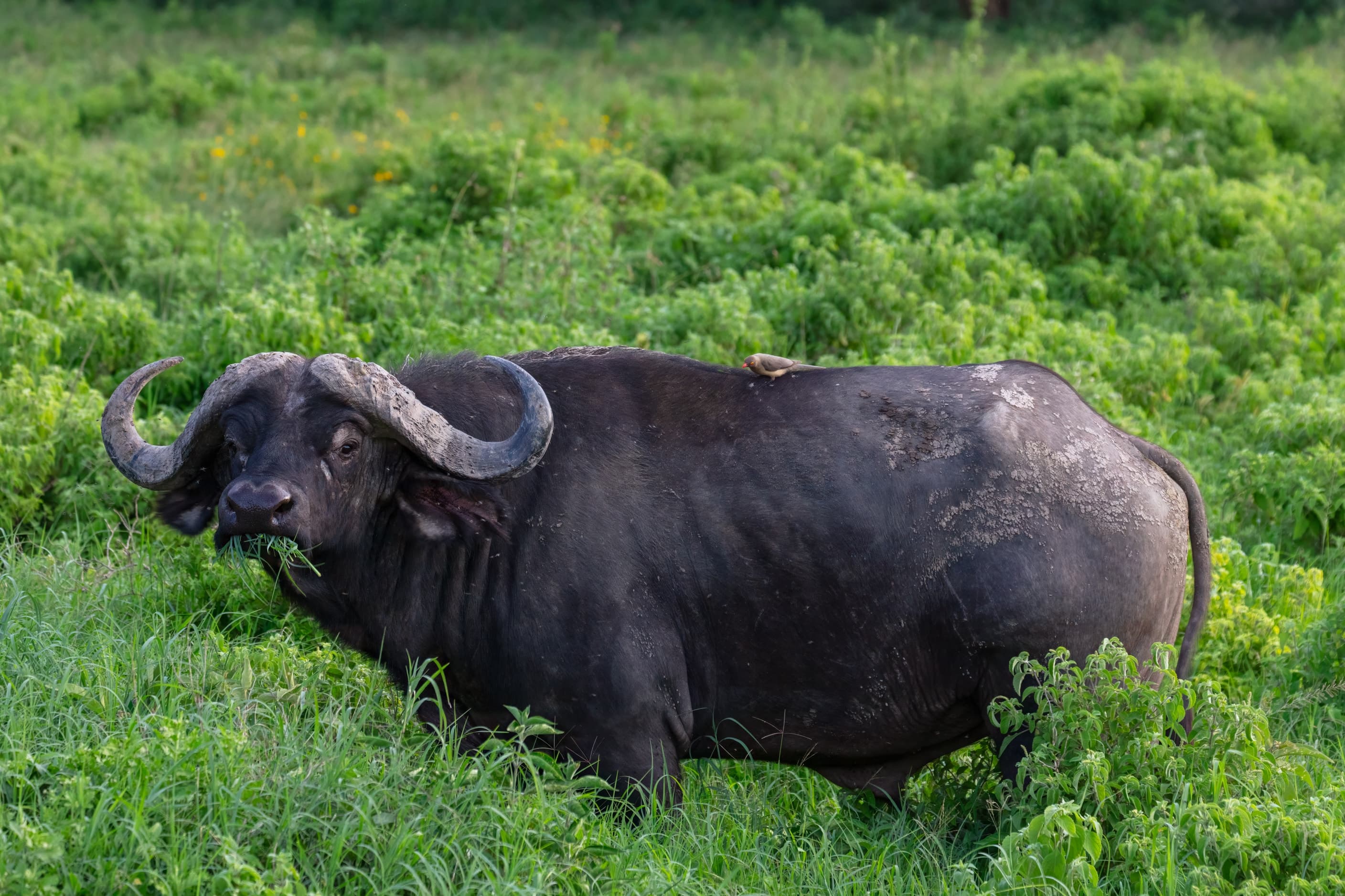 An African buffalo in Lake Nakuru National Park, Kenya