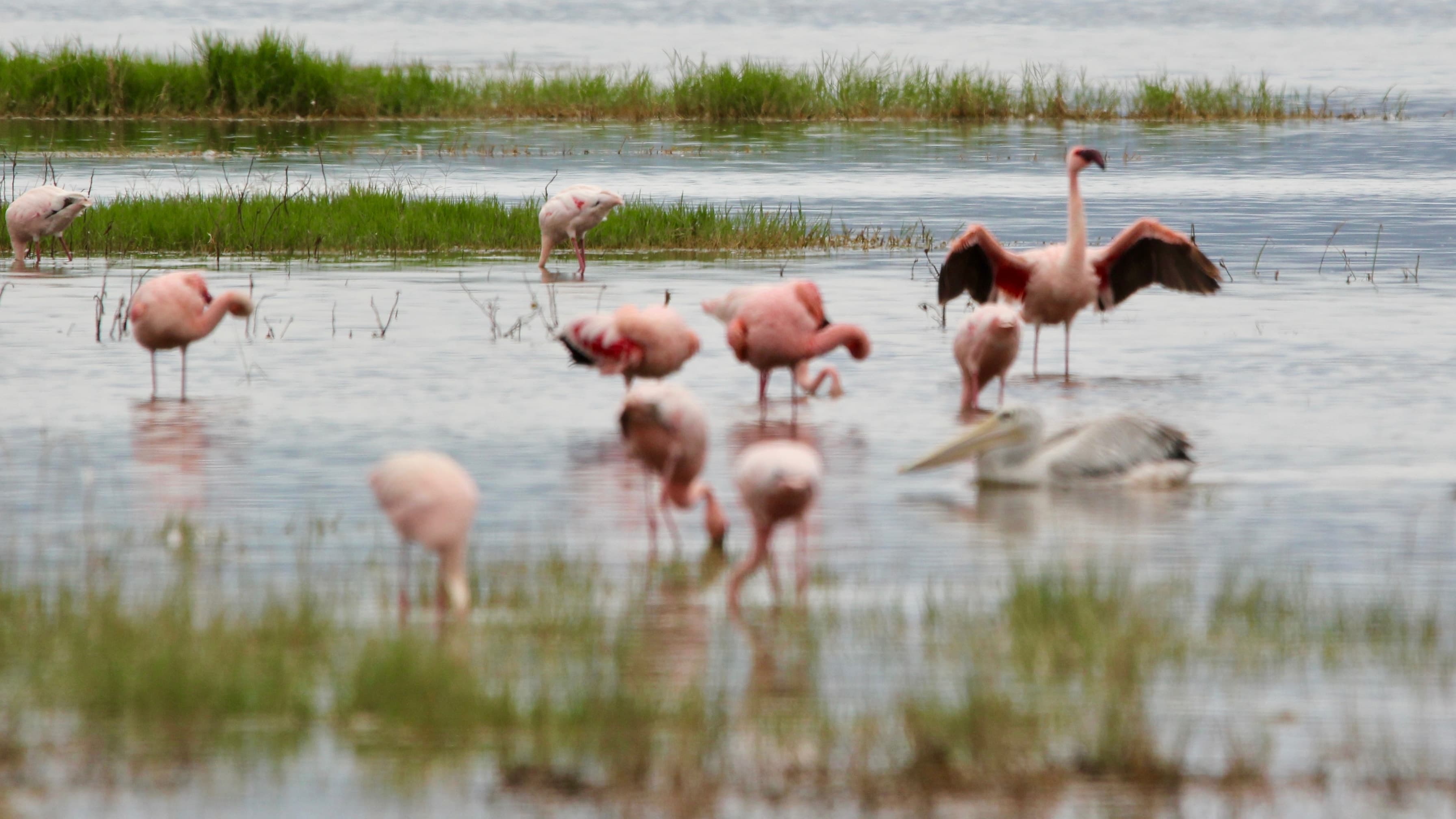 Flamingos feeding in the shallows of Lake Nakuru, Kenya