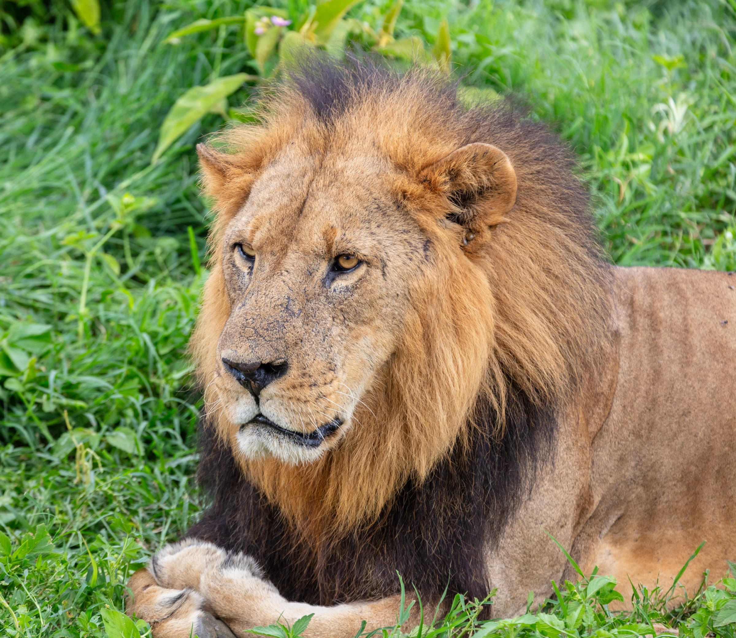 A male lion in Lake Nakuru National Park, Kenya