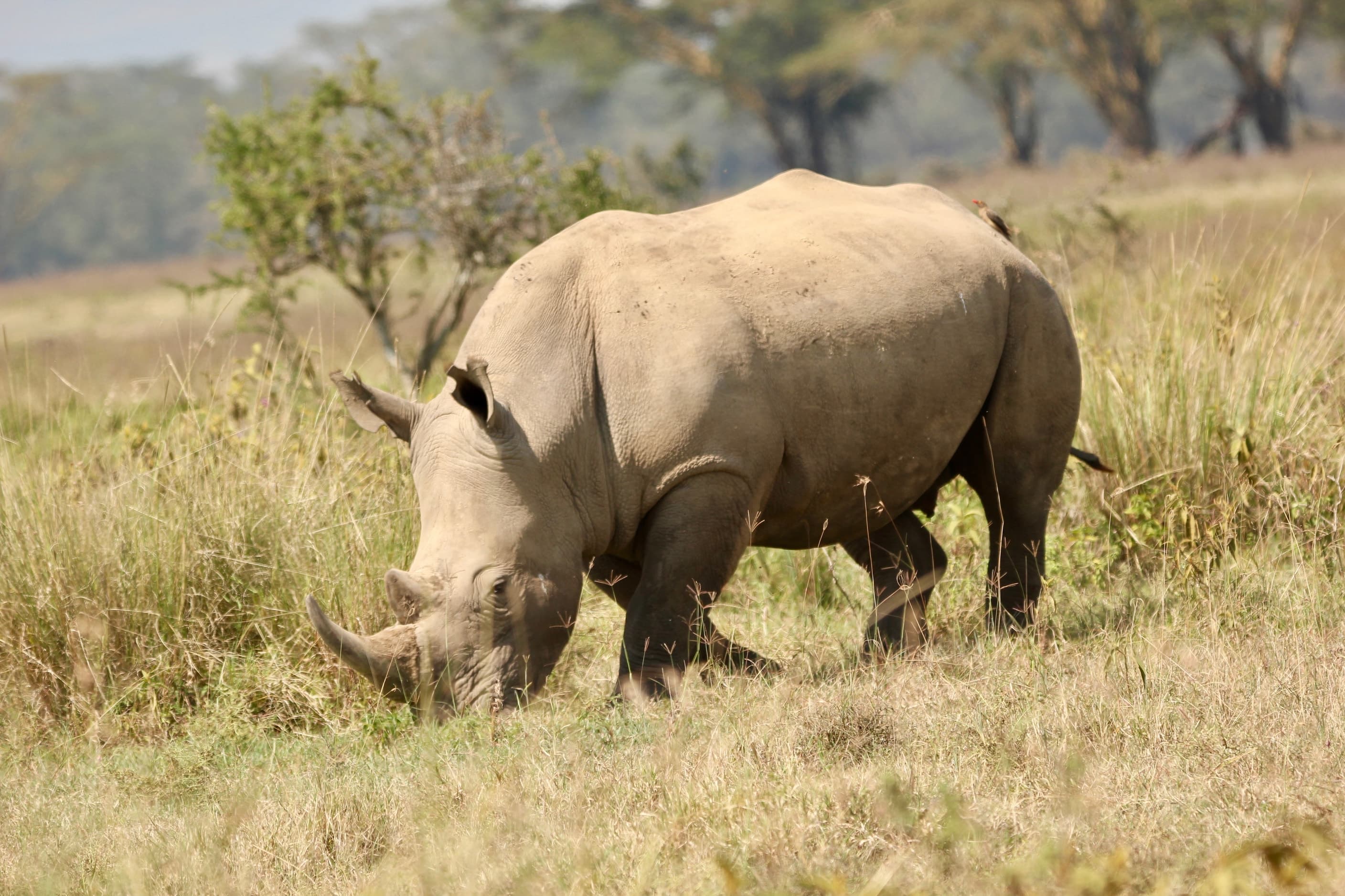 A southern white rhinoceros grazing in Lake Nakuru National Park, Kenya