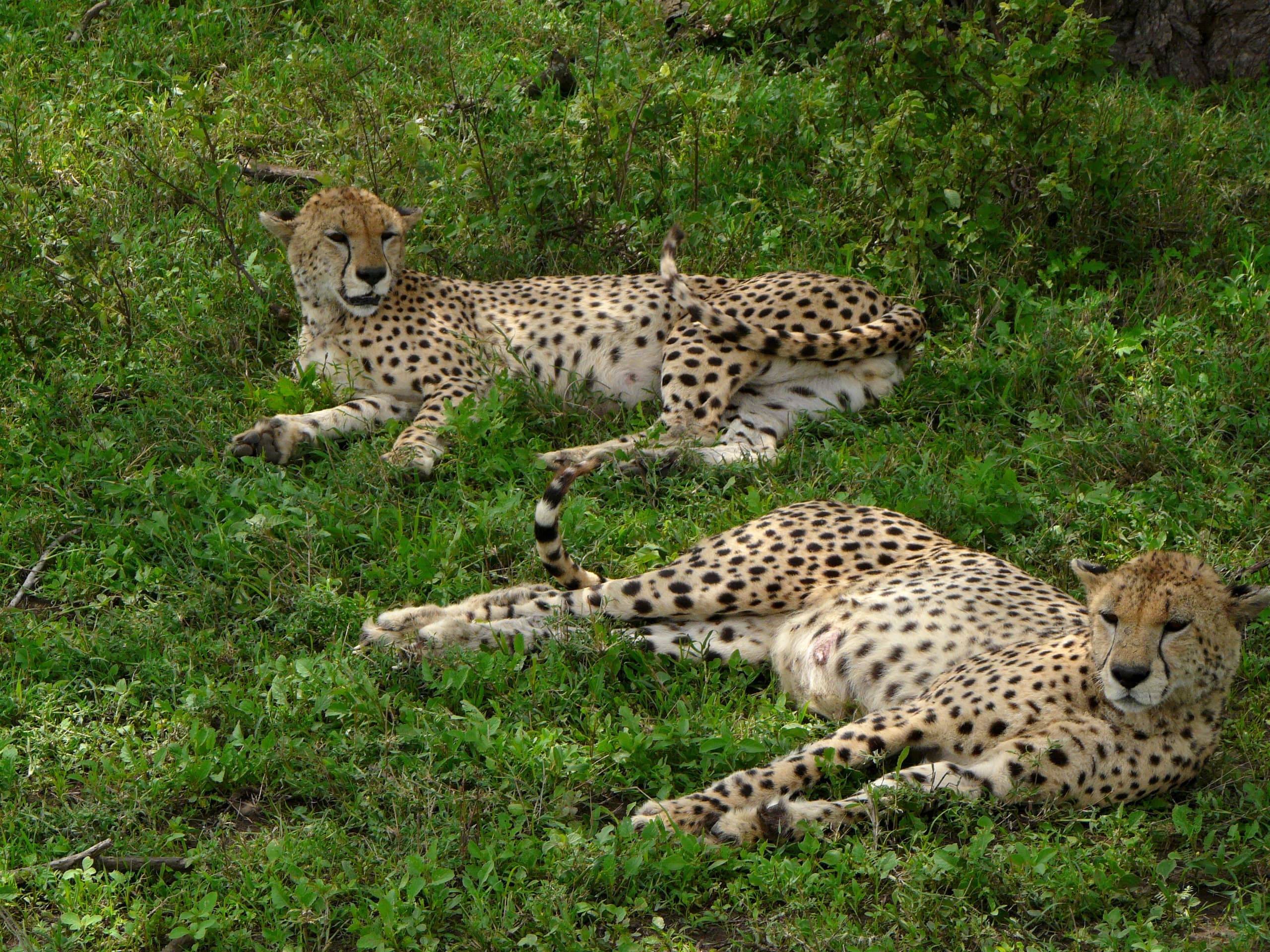 Cheetahs resting in the grass in Tanzania