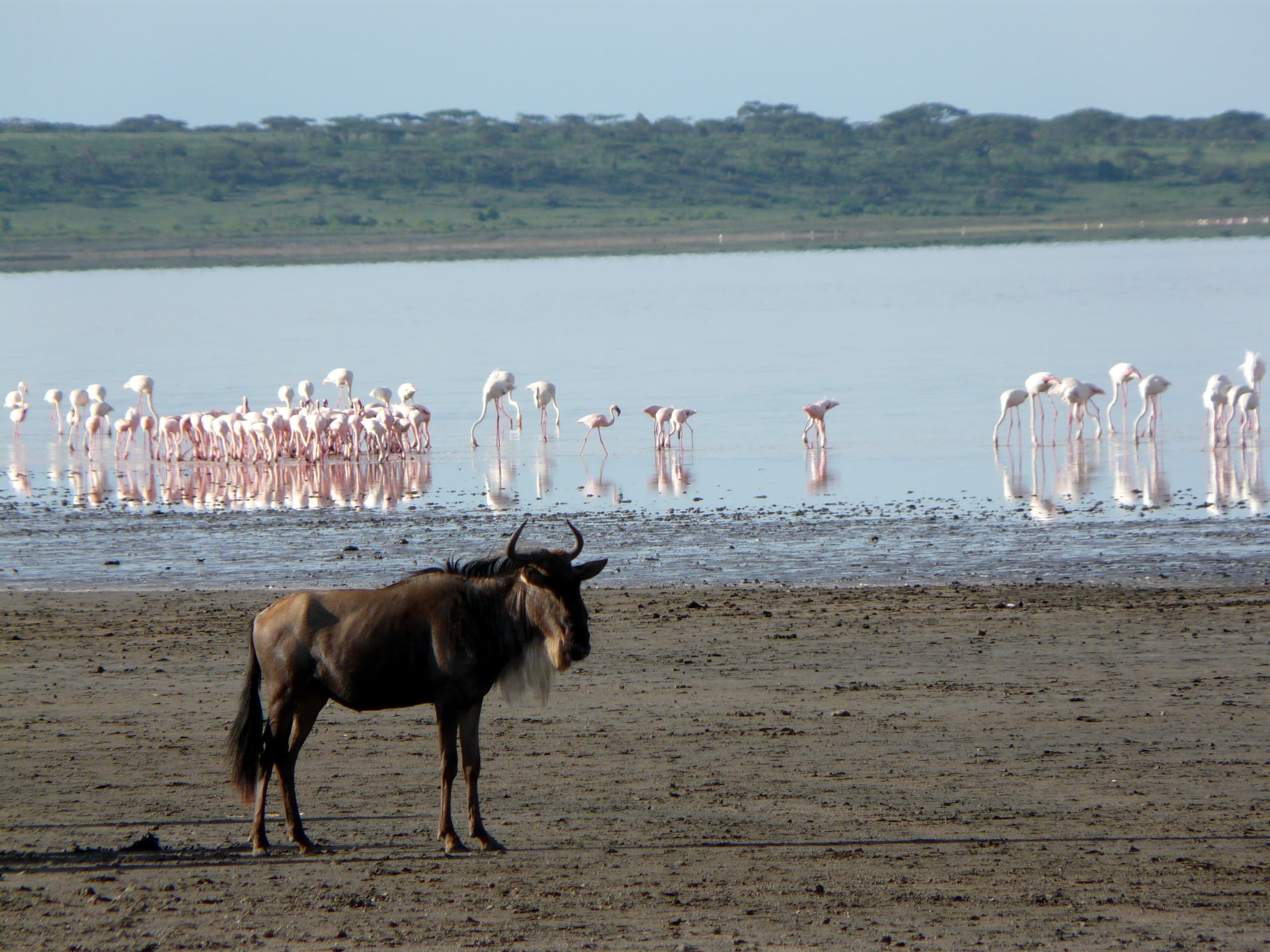 Wildebeest on the shore of a lake in Tanzania